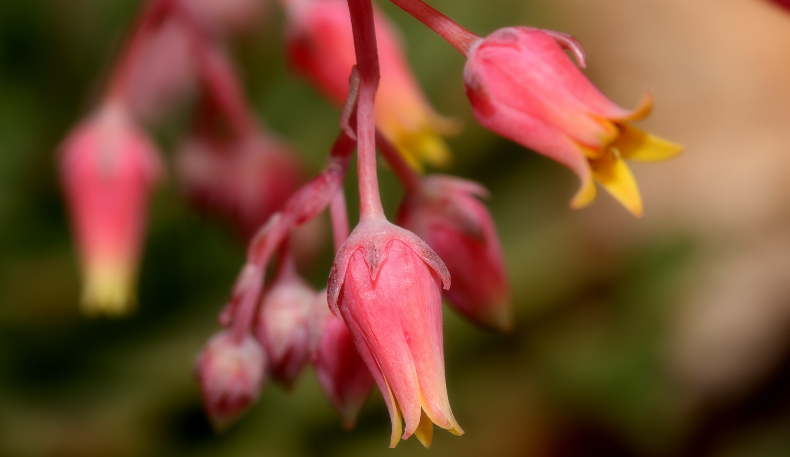 fiori di pianta grassa