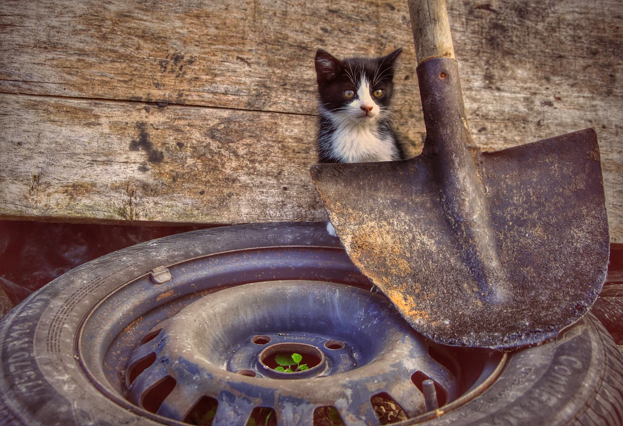 Find the intruder ...