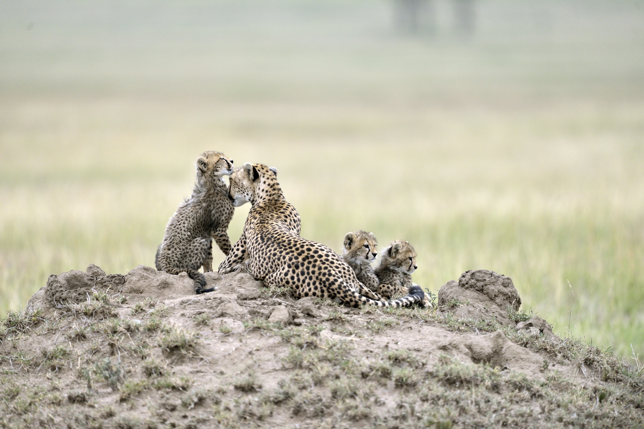 Tanzania 2015 - Sul termitaio