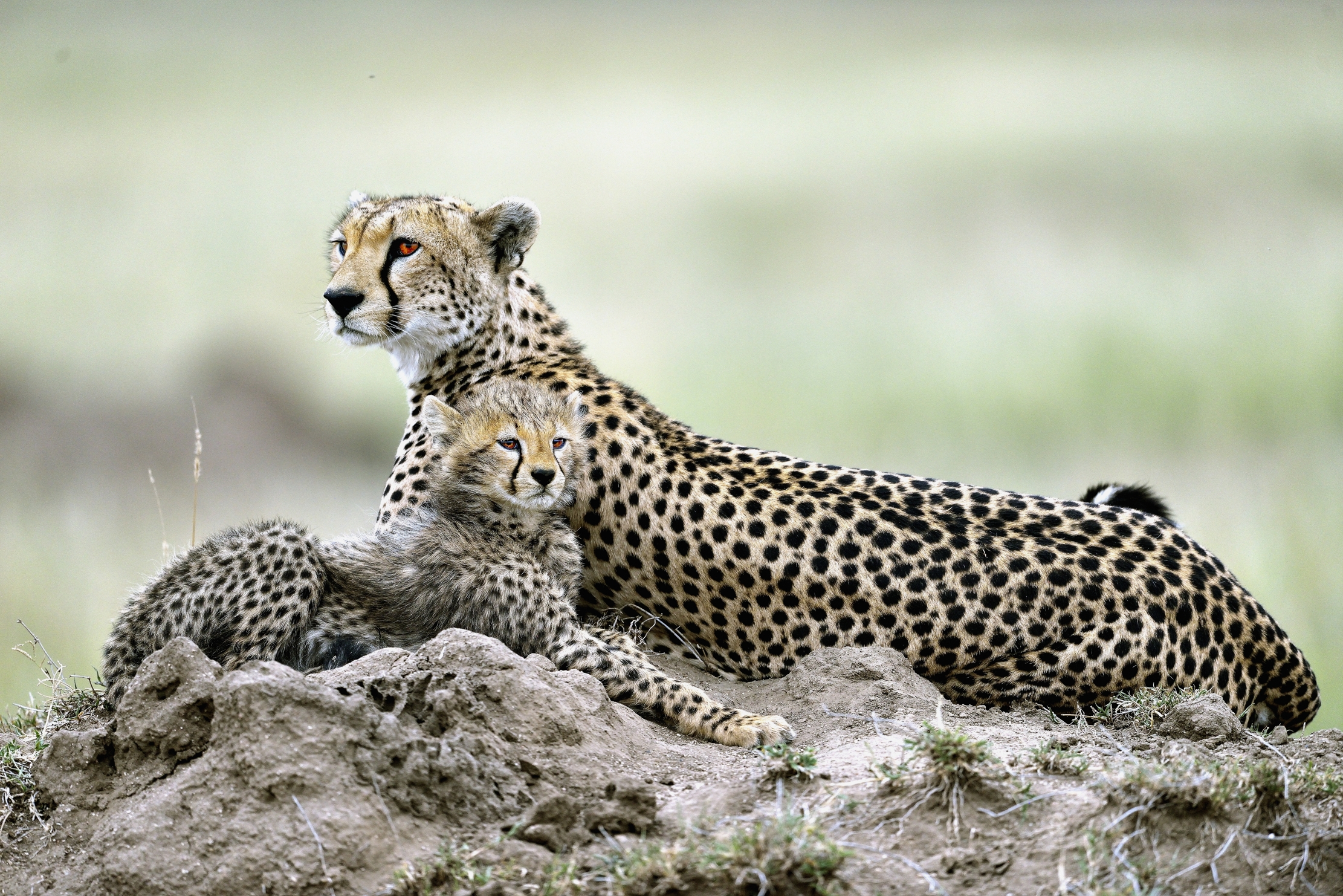 Tanzania 2015 - Sfingi