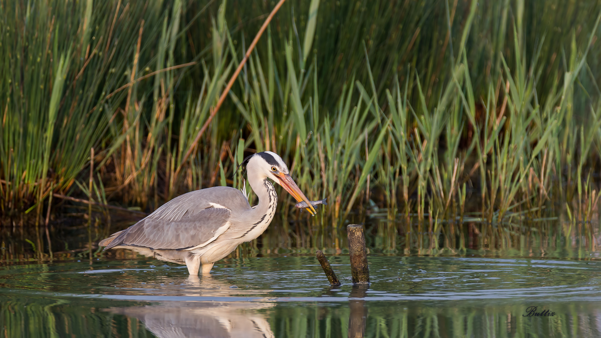 Grey Heron