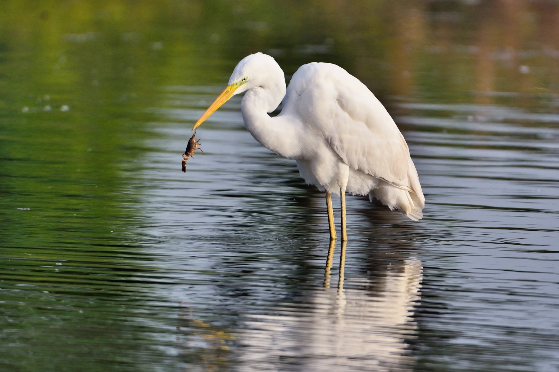 The White Heron has a weakness for prawns ..