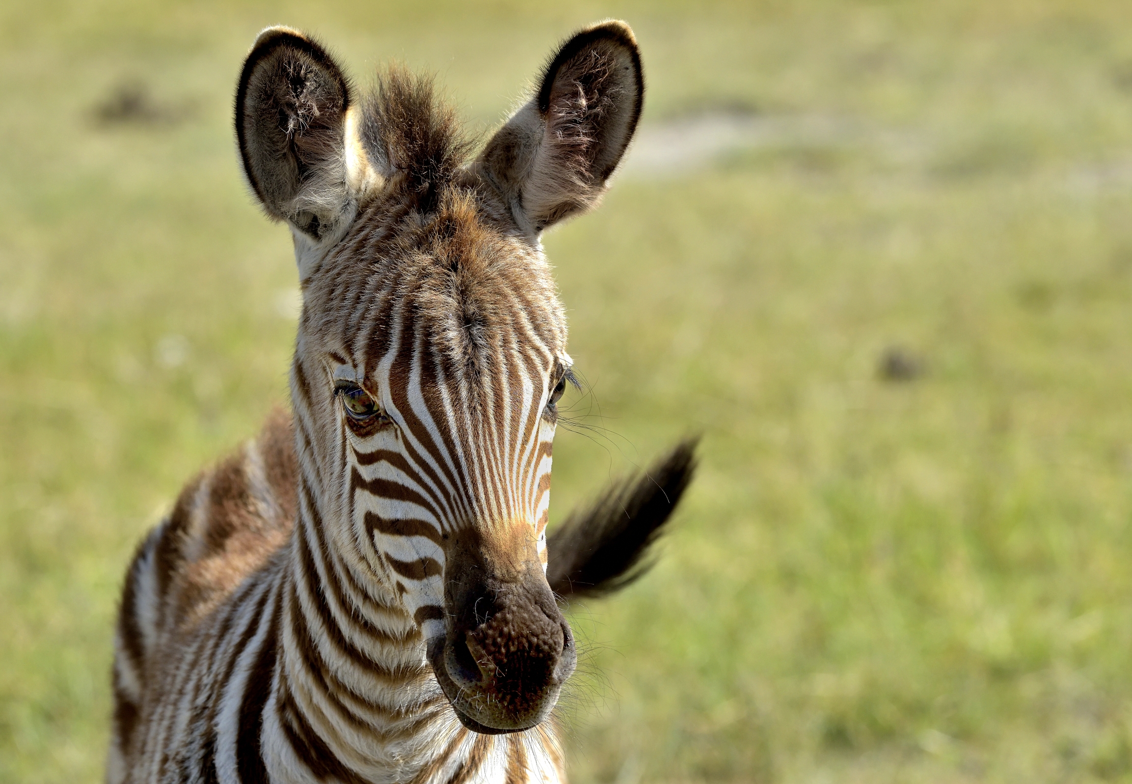 Tanzania 2015 - Zebrino