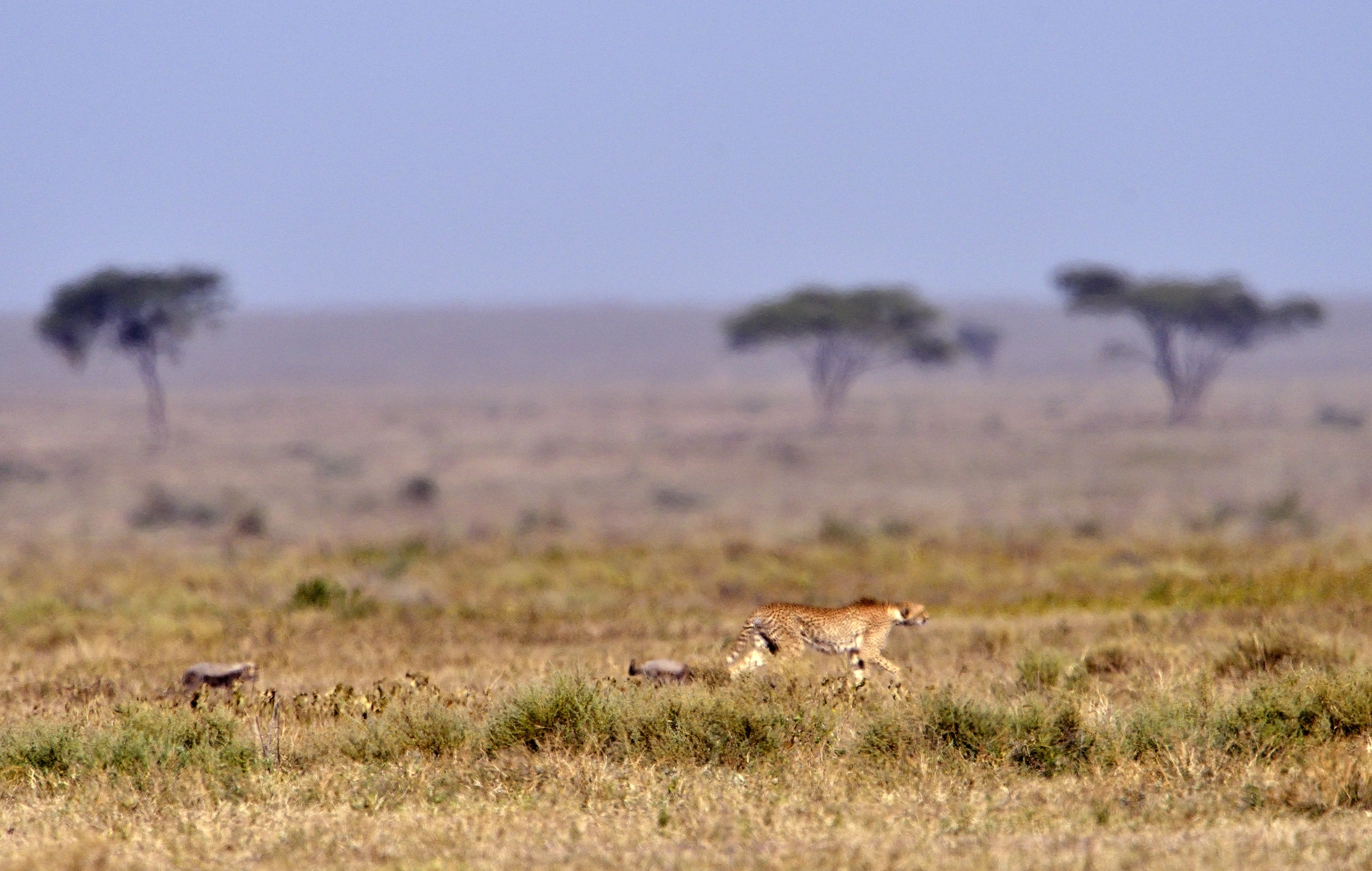 Tanzania 2015 - Nelle savana