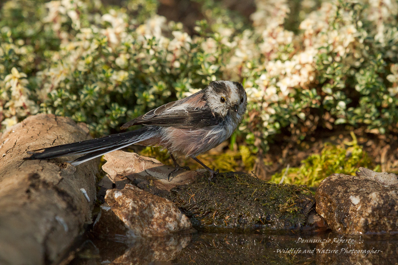 quel mazzolin di fiori..........
