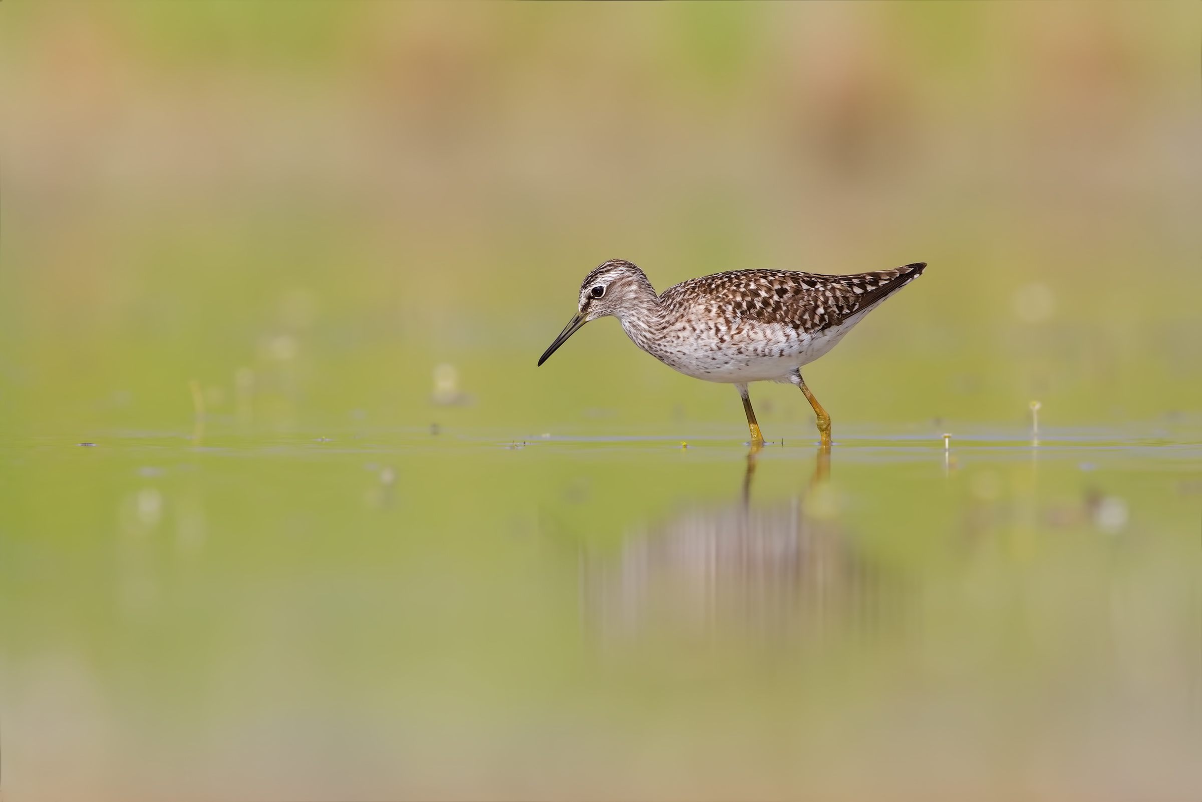 Come in un sogno ( boschereccio )