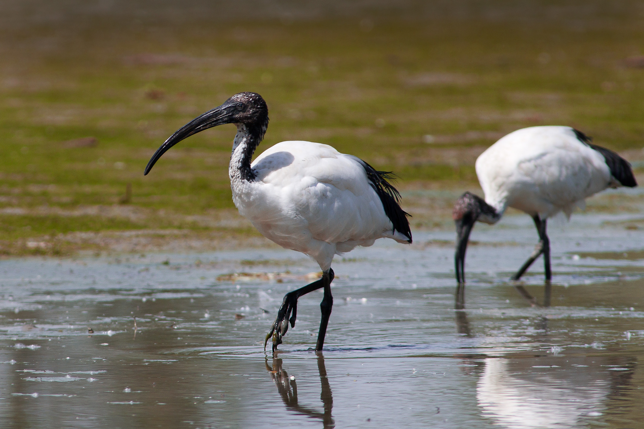 Pair of Ibis