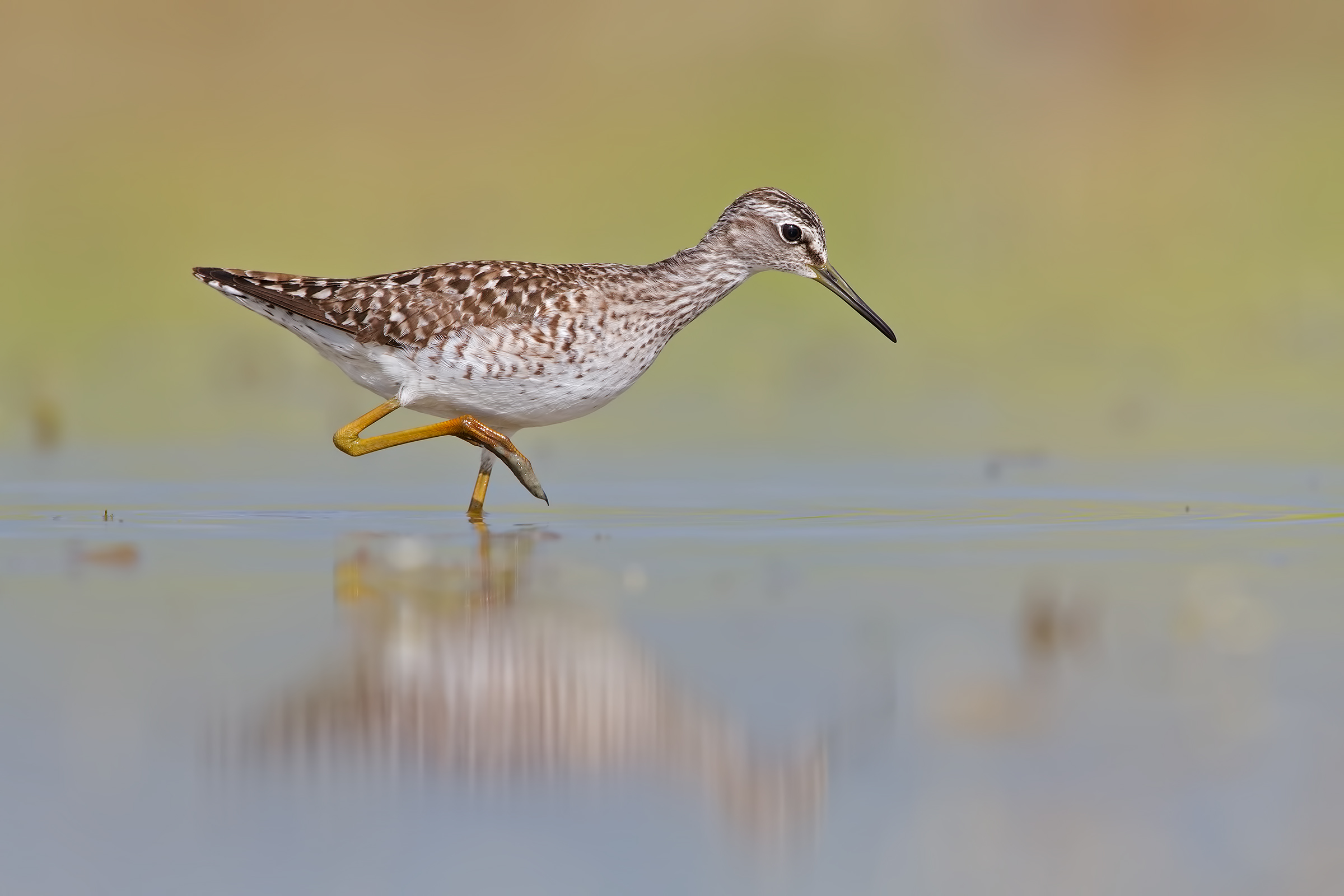 Piro piro boschereccio