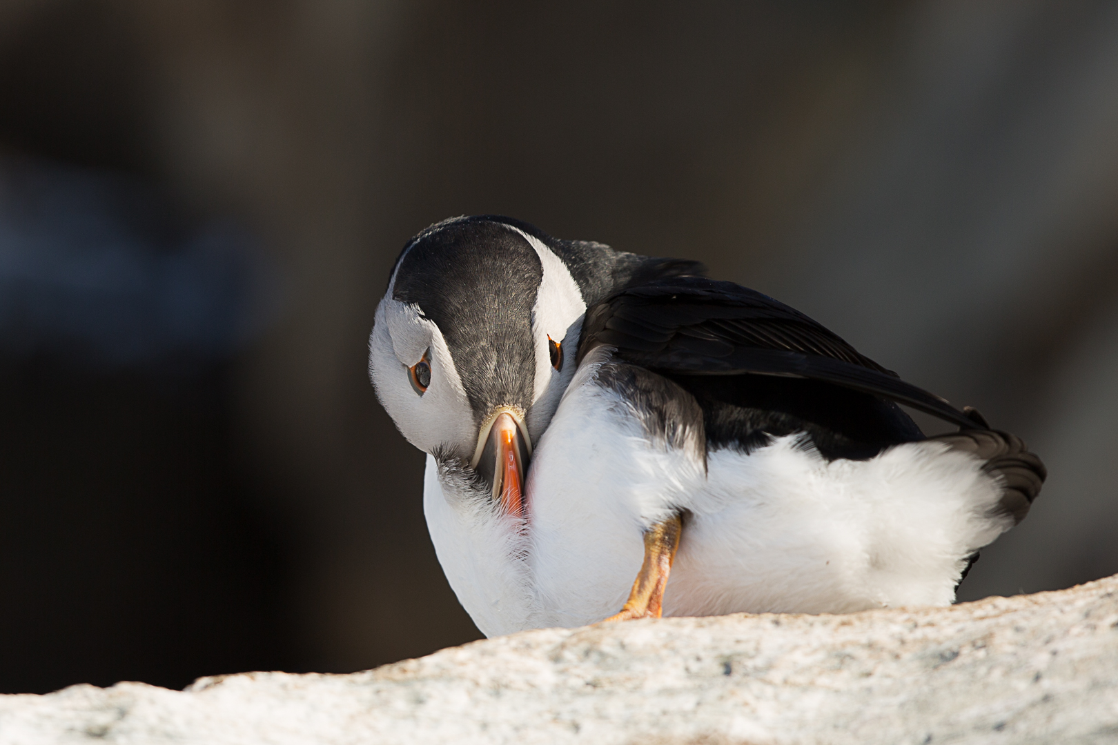 puffin