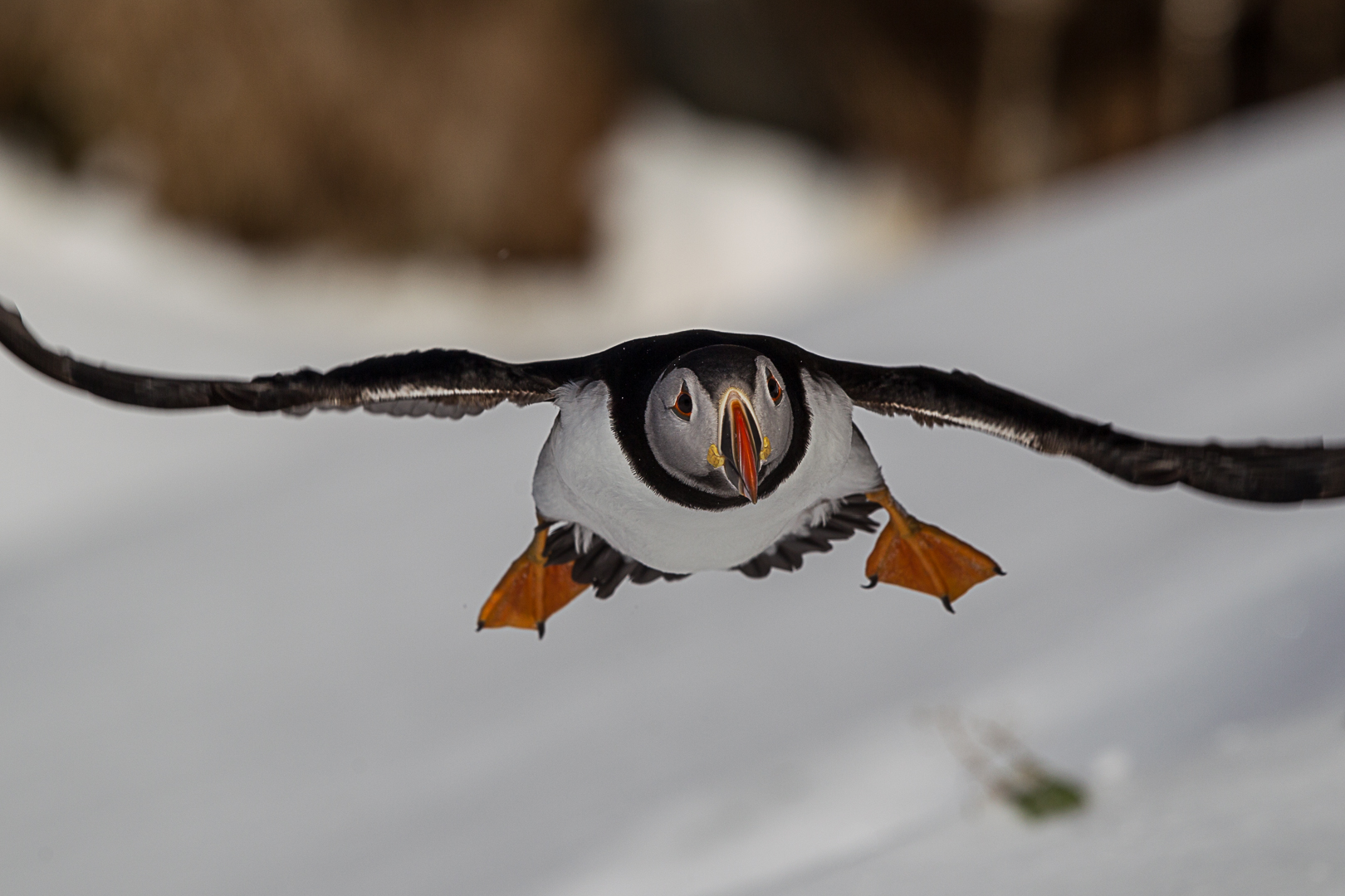 puffin in flight