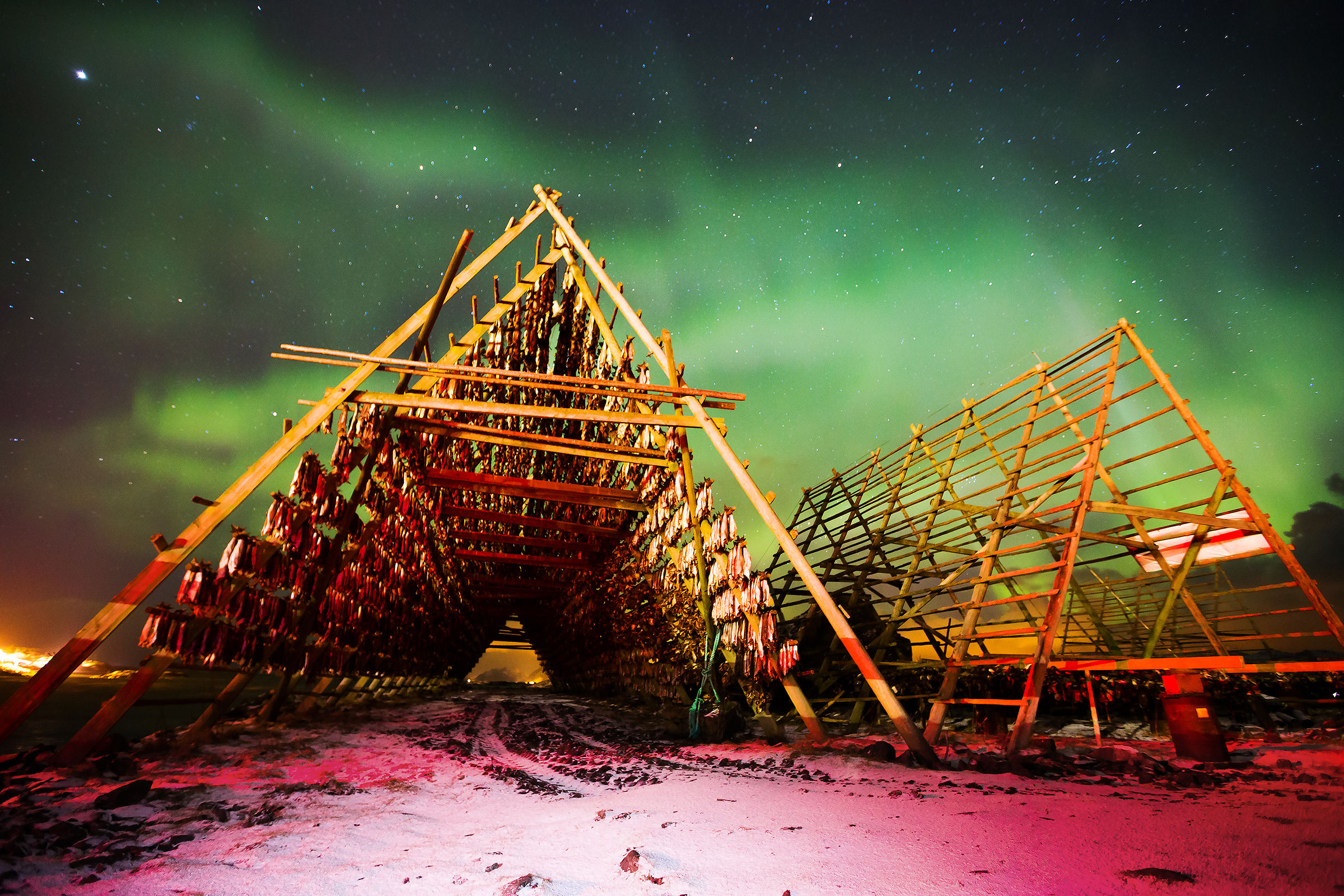Cod to dry under the Northern Lights