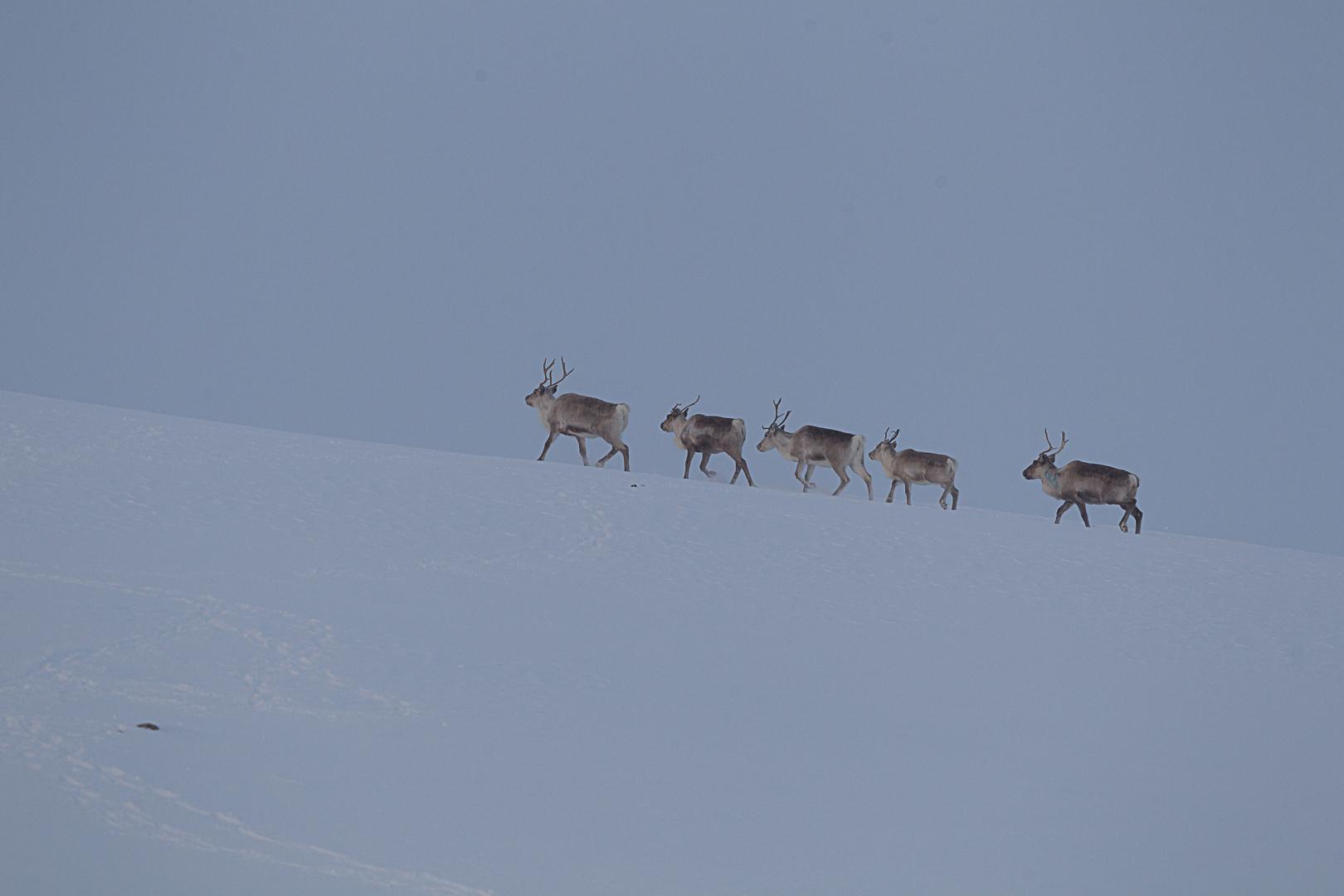 Reindeer in snow