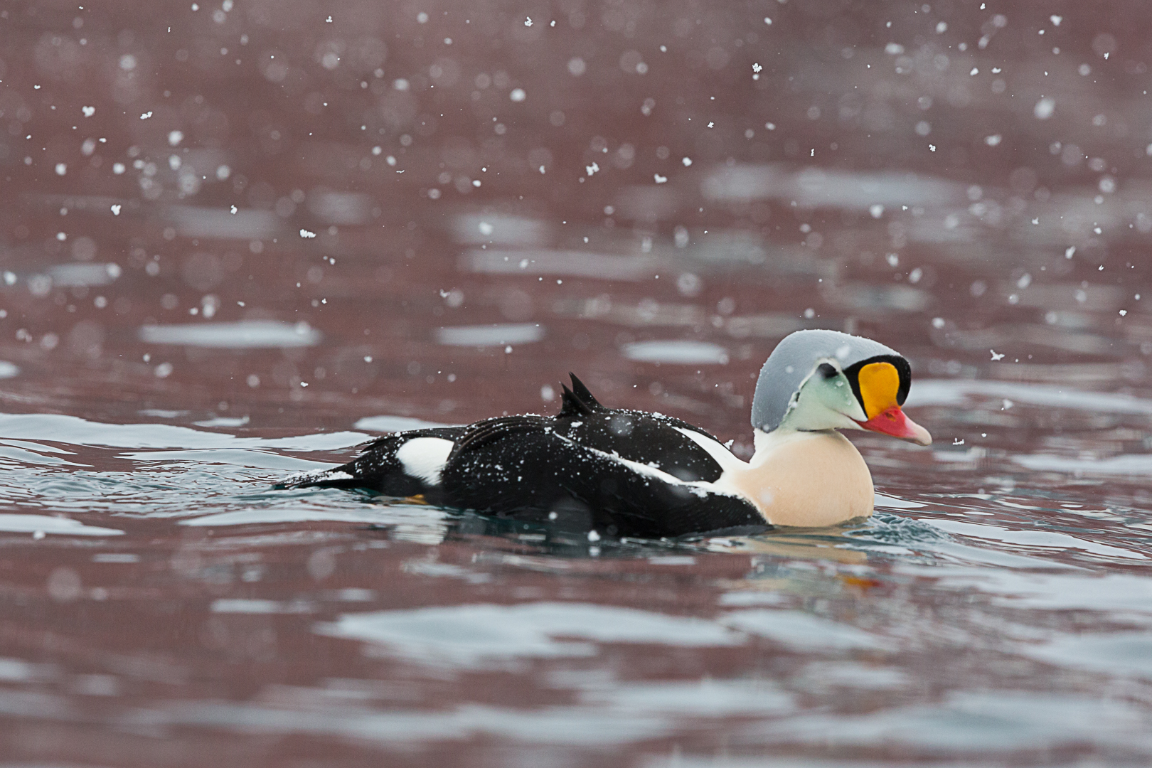King Eider