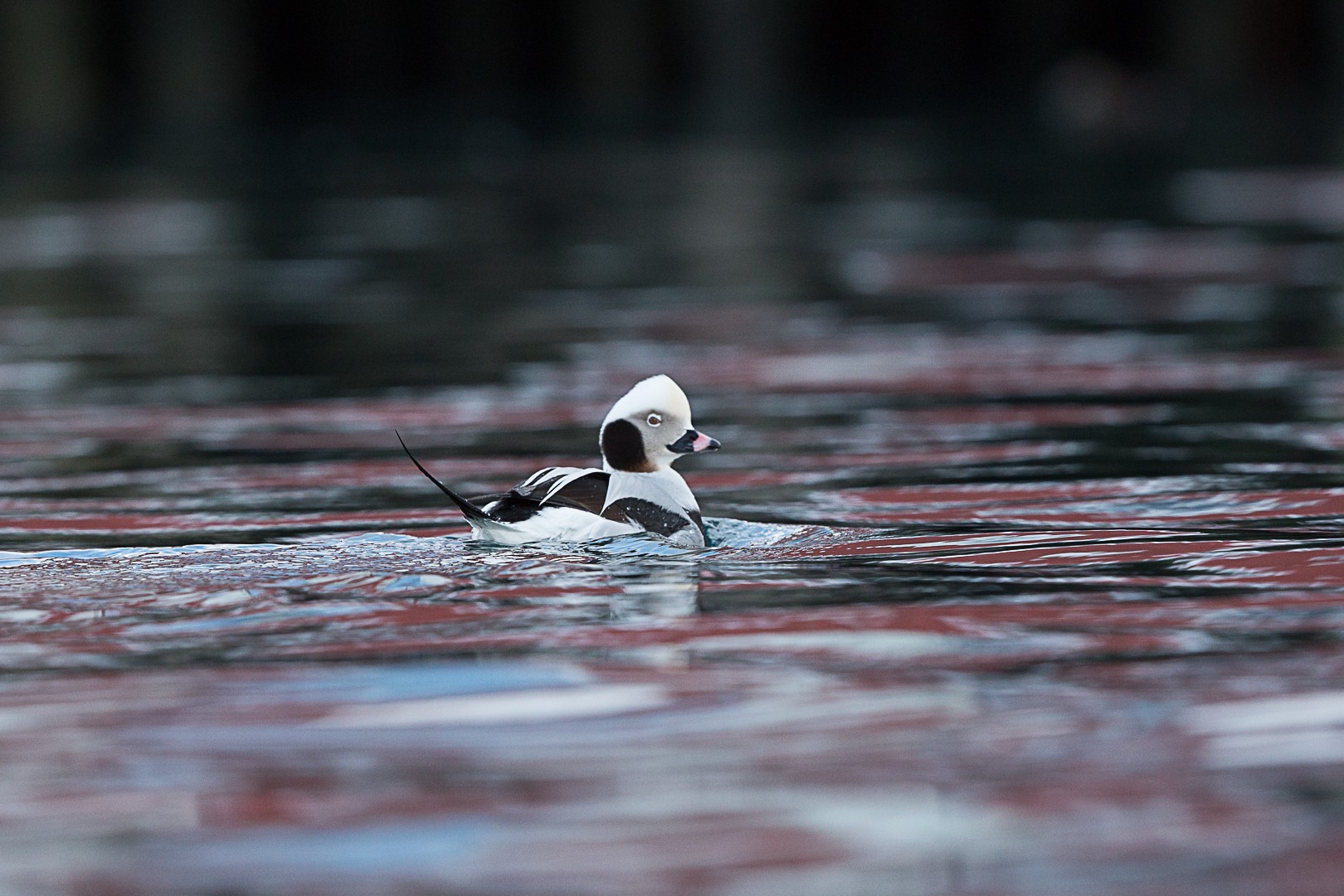 Long-tailed Duck (male)