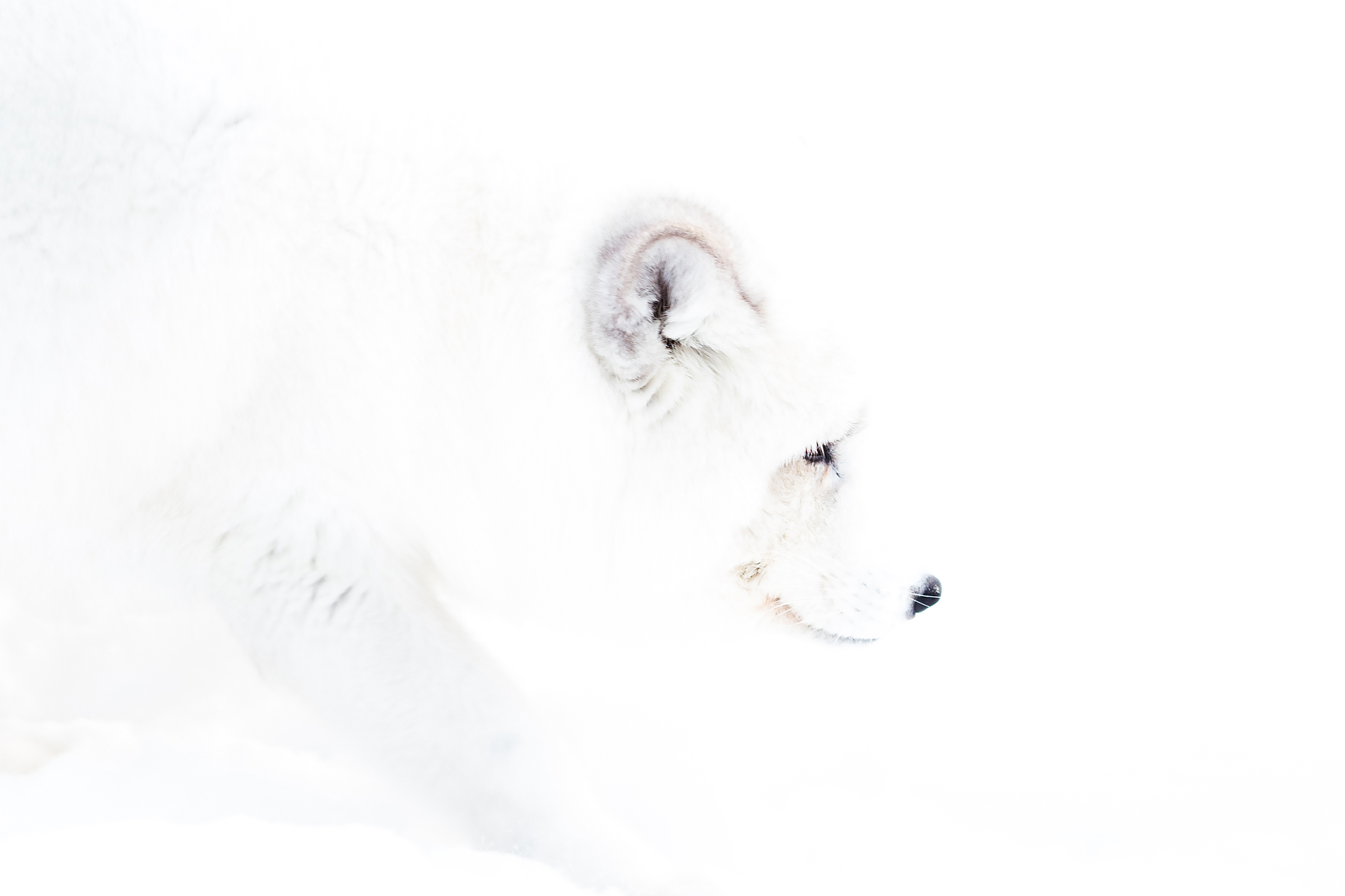 The arctic fox