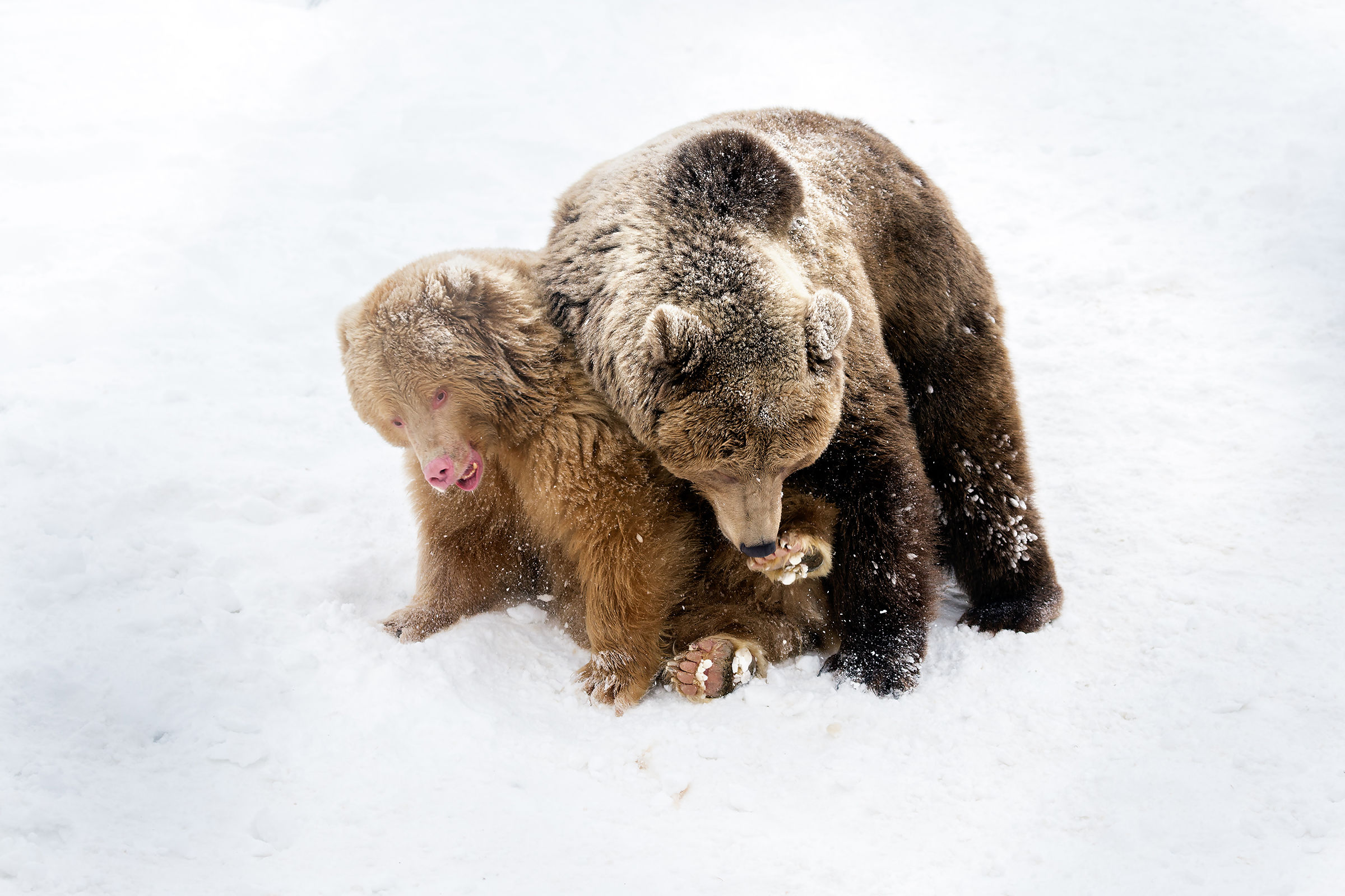 Two cute beasts just come out of hibernation