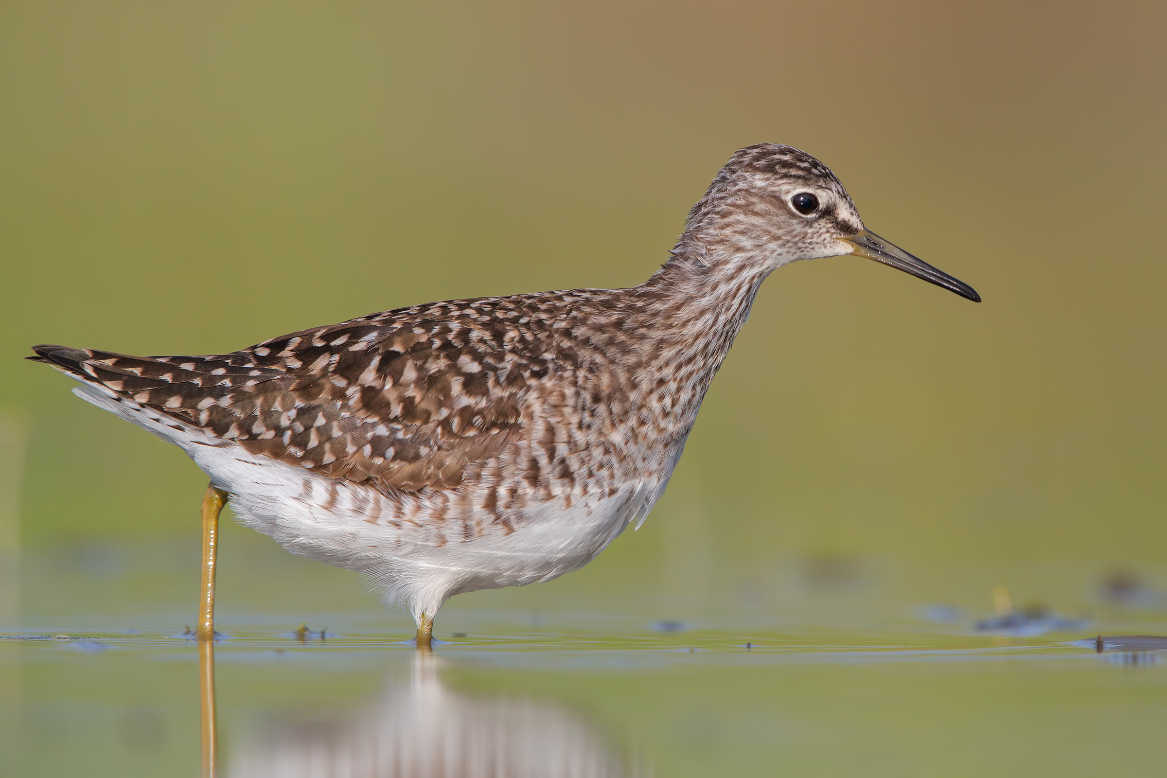 Piro piro boschereccio