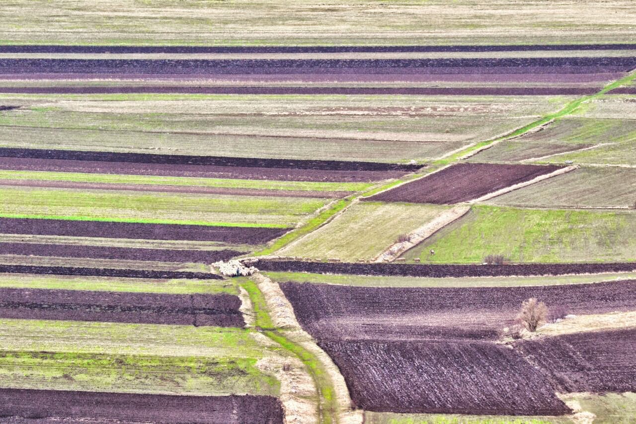 Castelluccio, geometrie,colori, e........... pecore.