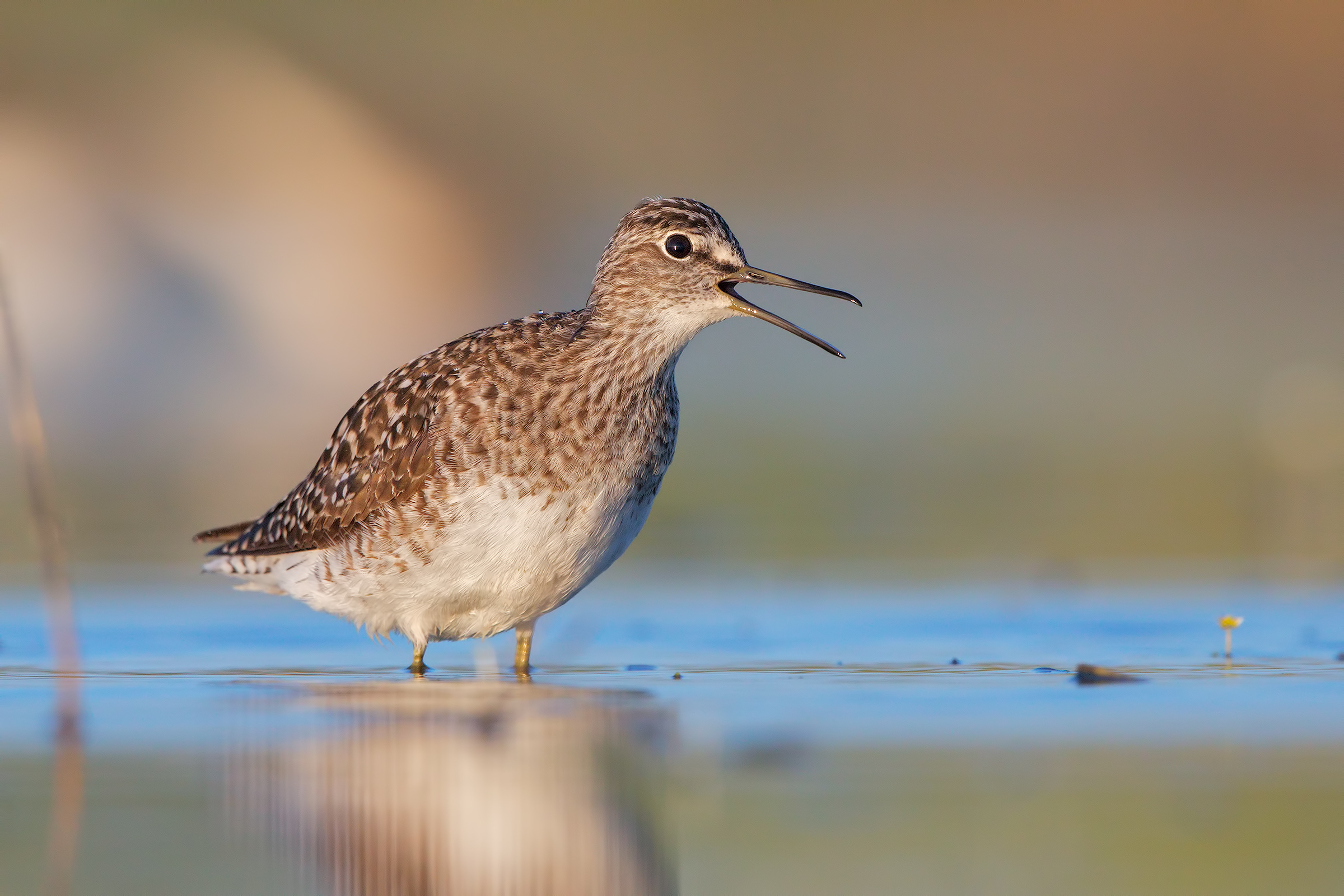 Piro piro boschereccio