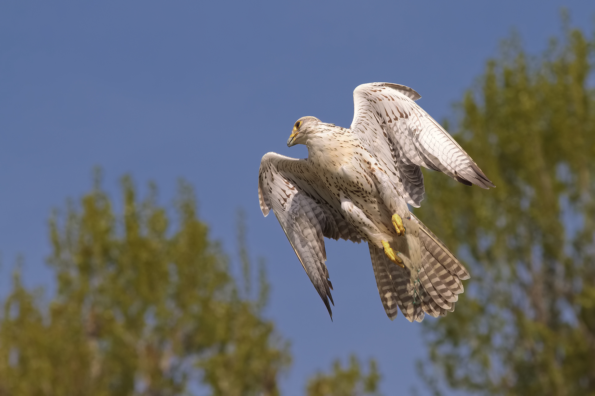 gyrfalcon