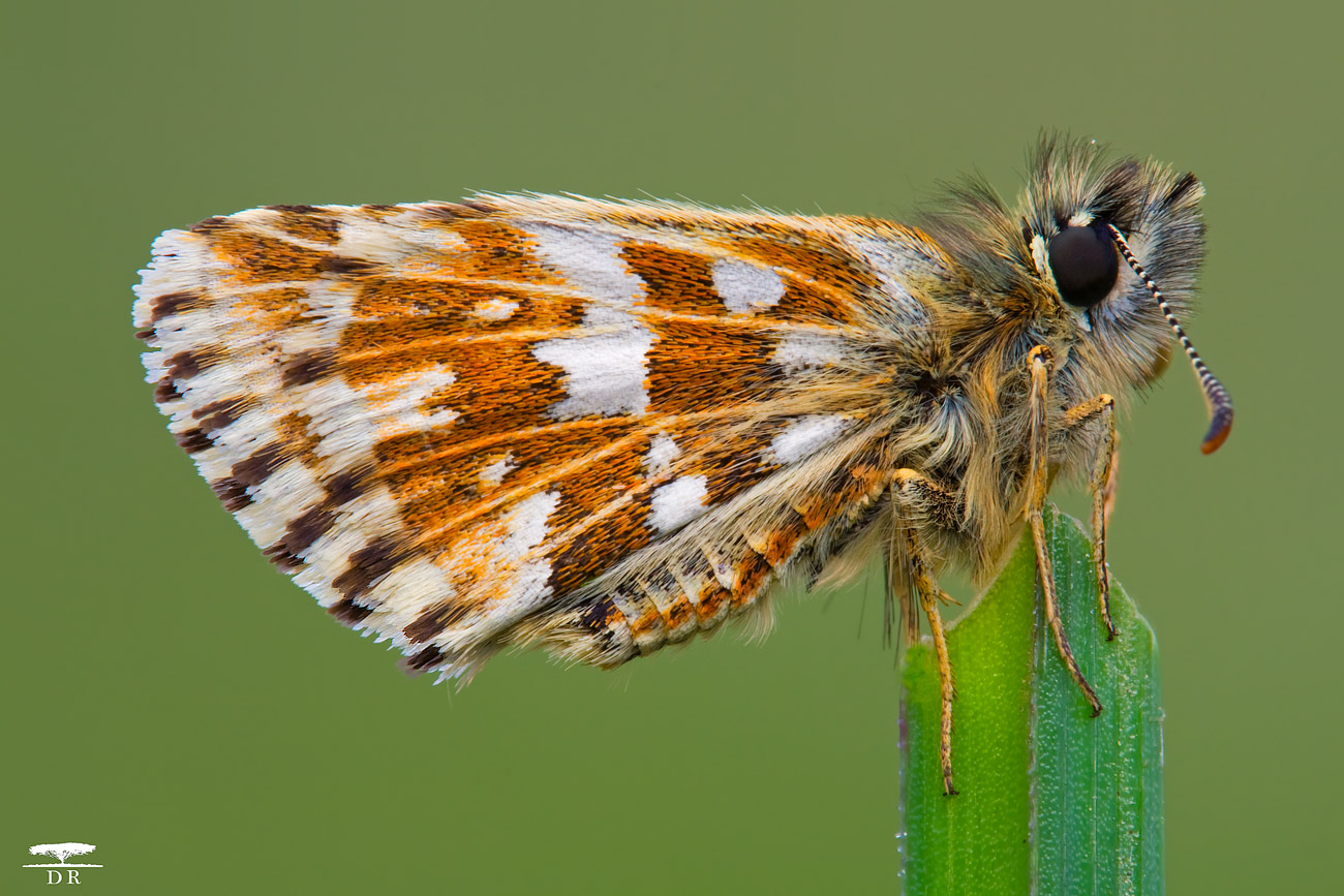 Pyrgus Malvoides (Elwes & Edwards, 1897)