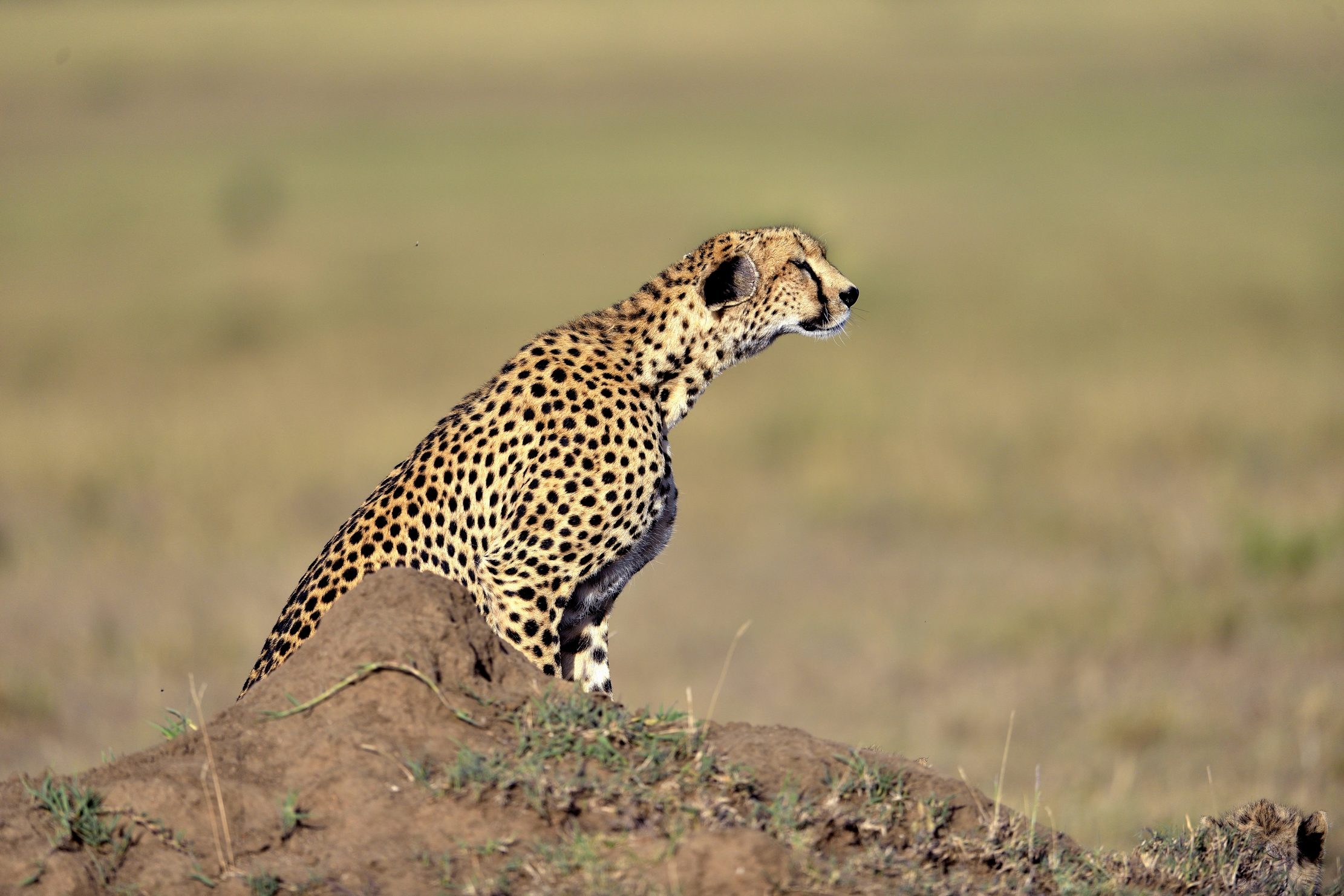 Tanzania 2015 - Cheetah