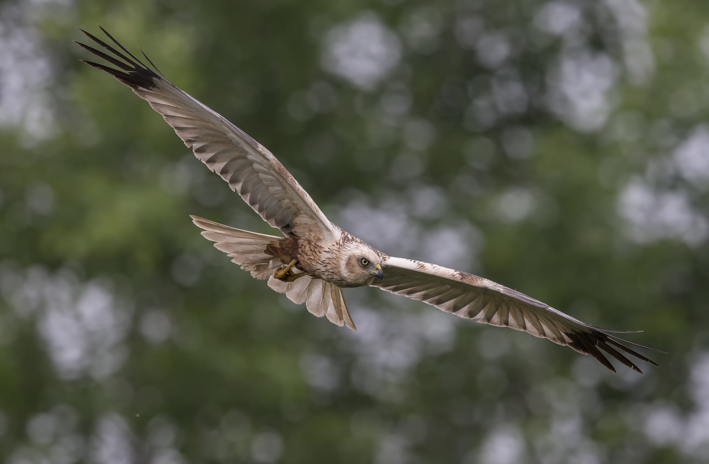 Marsh Harrier (Circus aeruginosus)