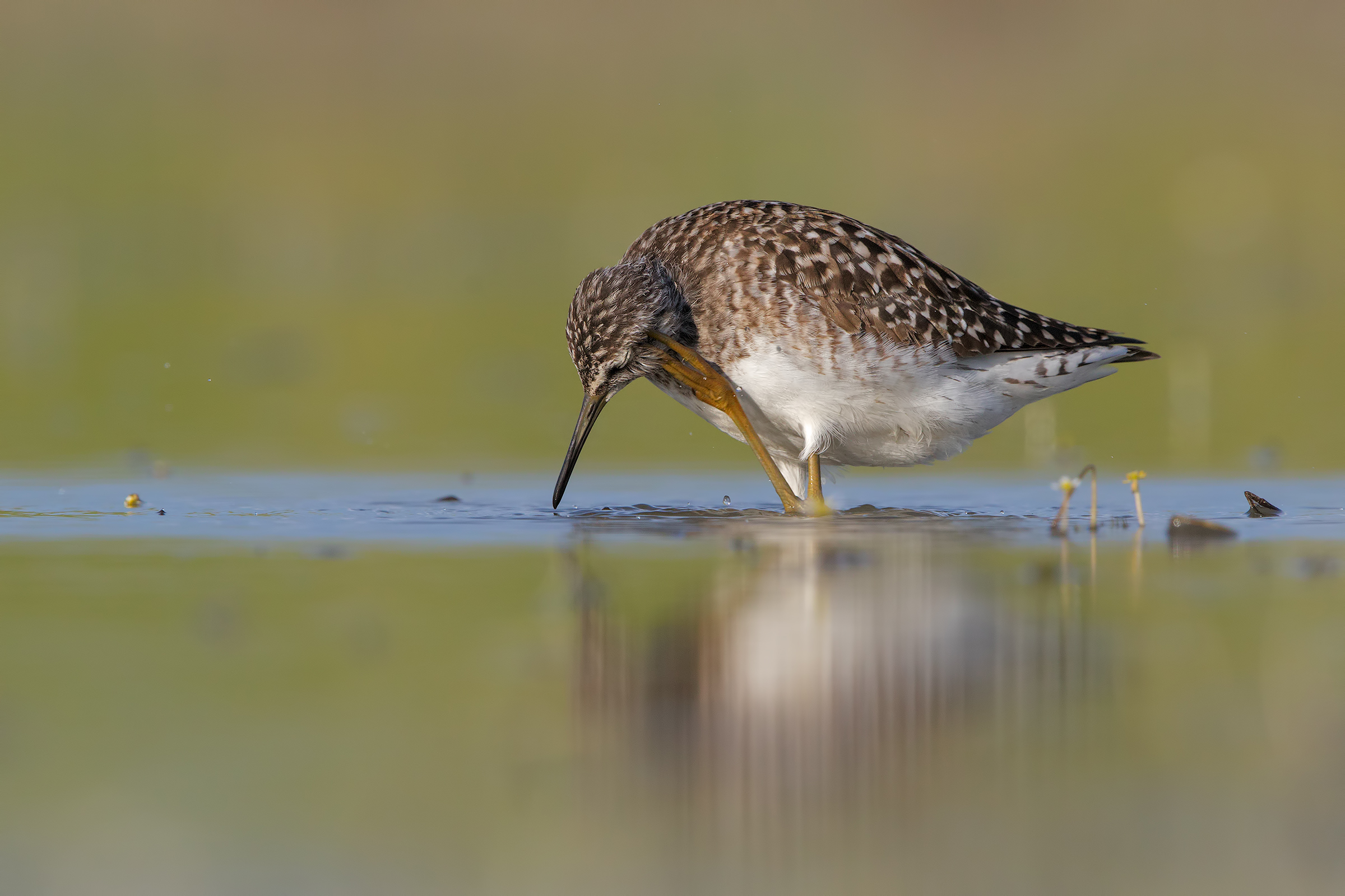 Piro piro boschereccio