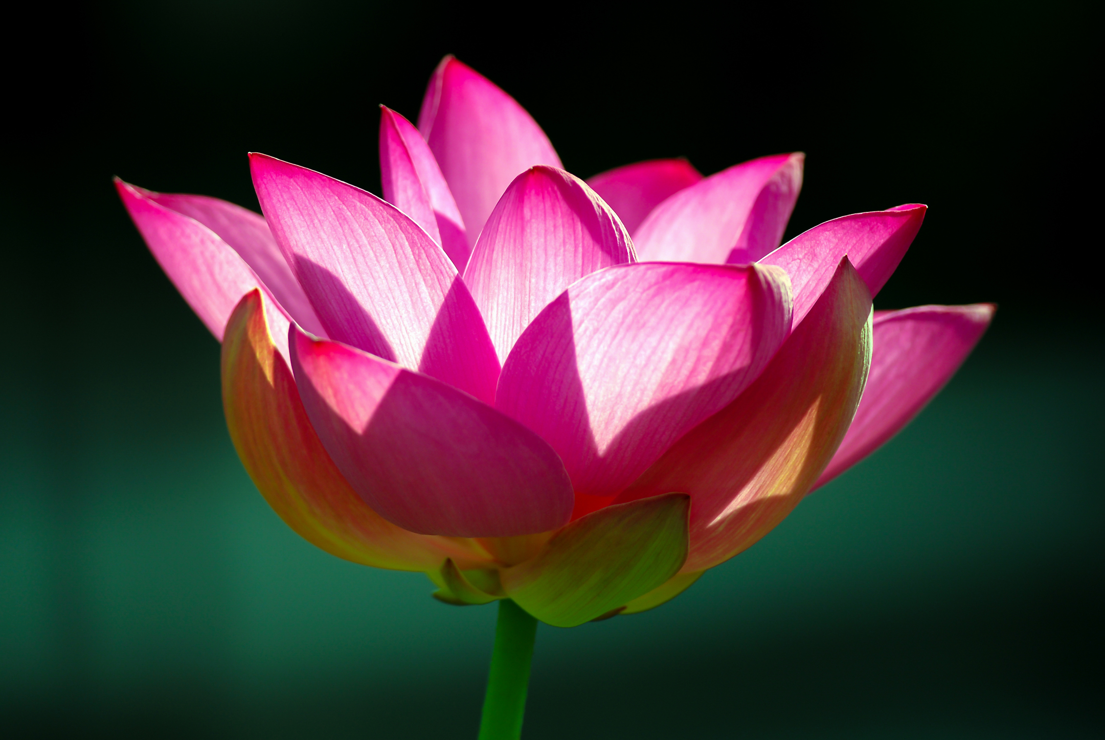 Dedicated to all mothers! (Lotus)