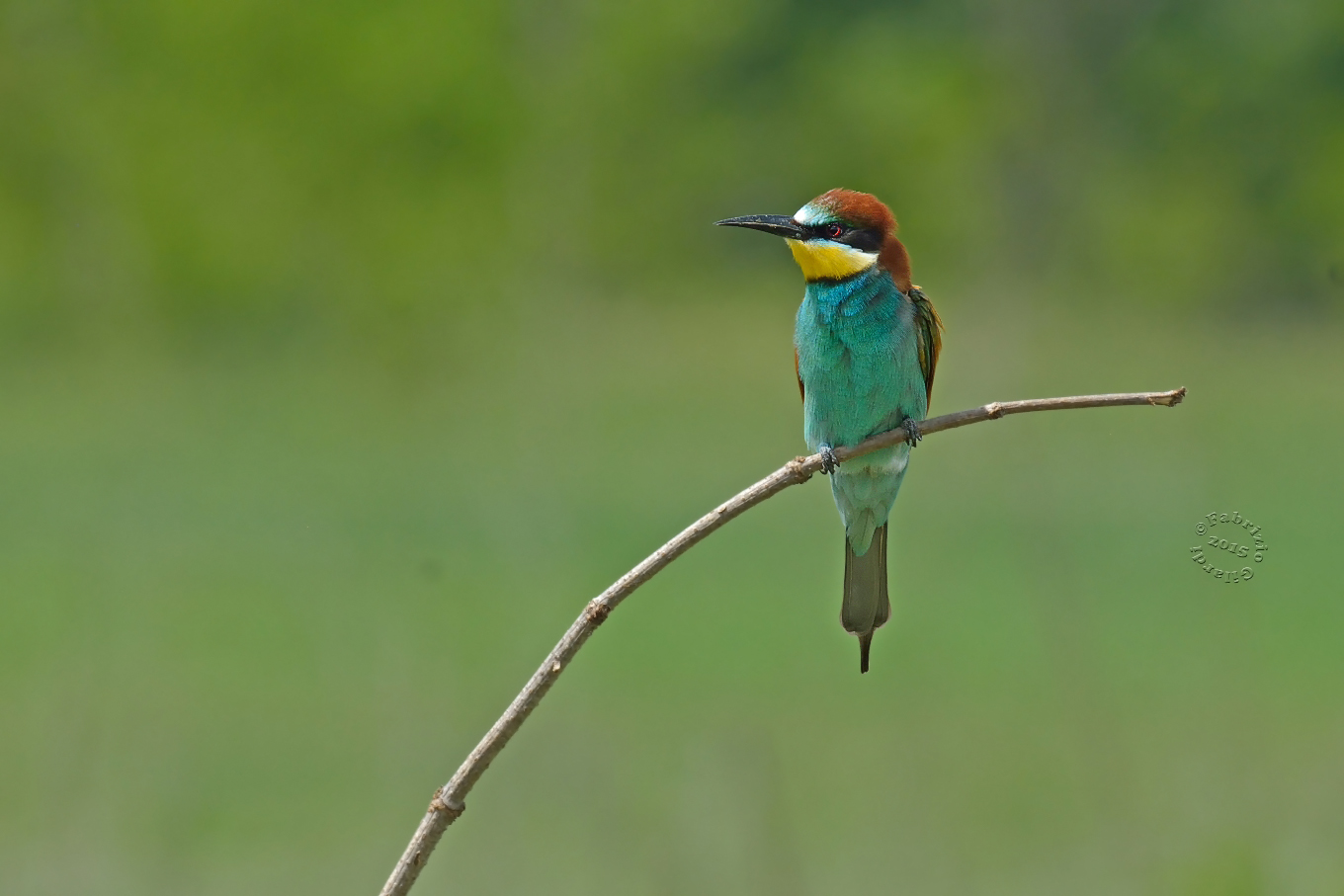 Eater (Merops apiaster)