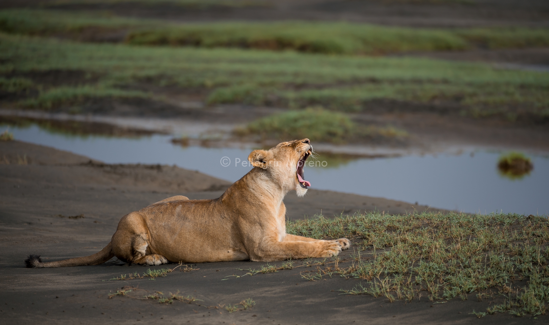 lioness in the river