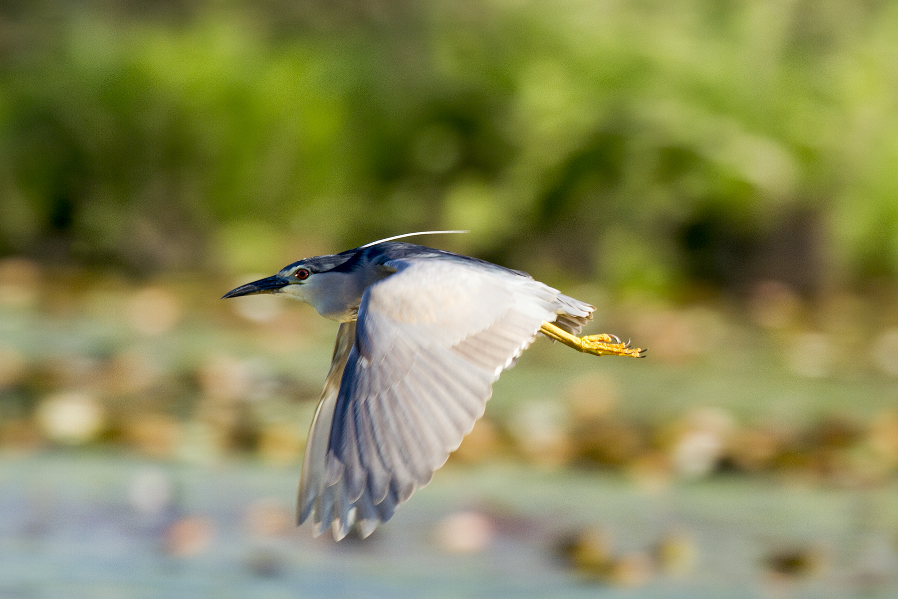 Flight of the Night Heron