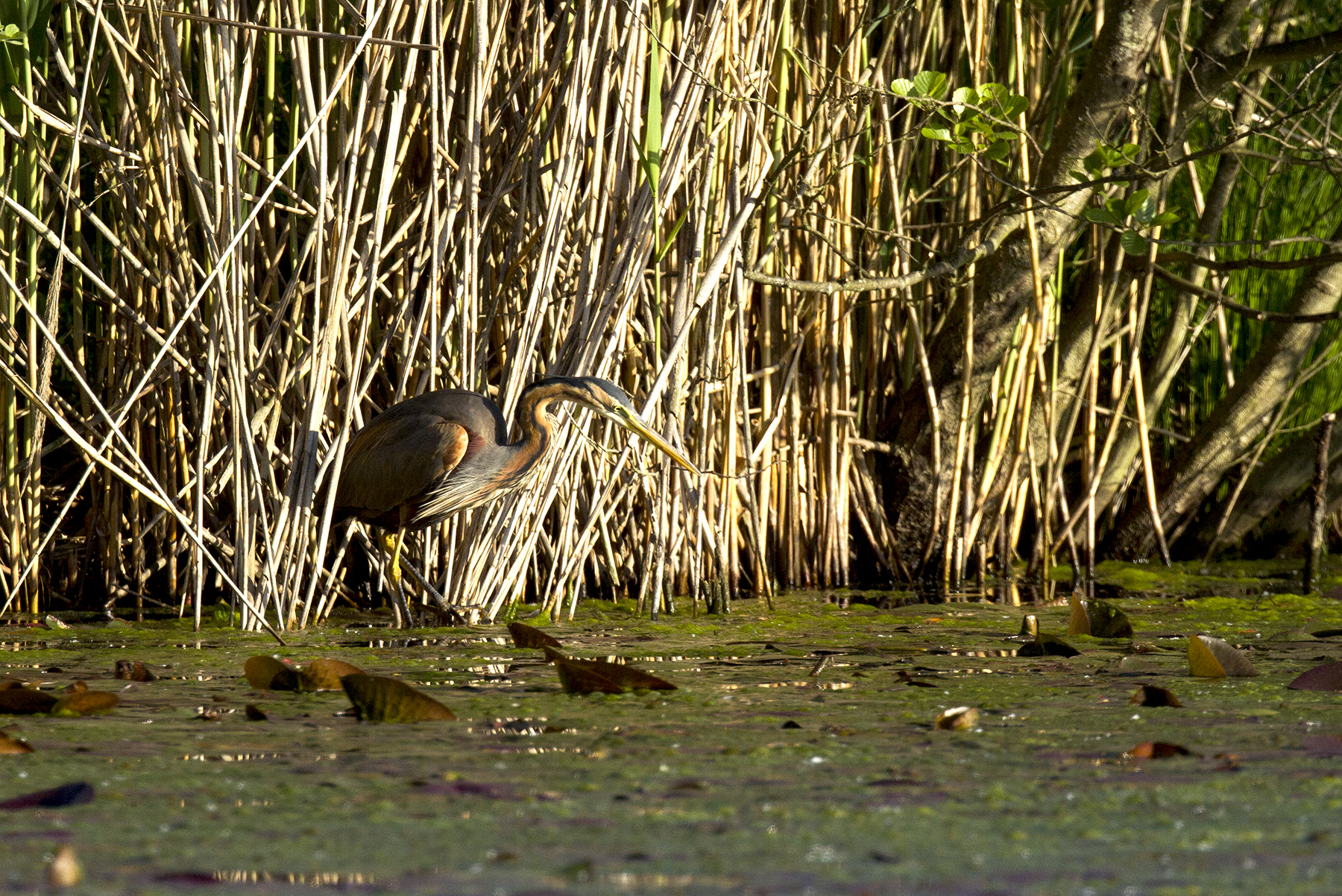 Red at first light del'alba