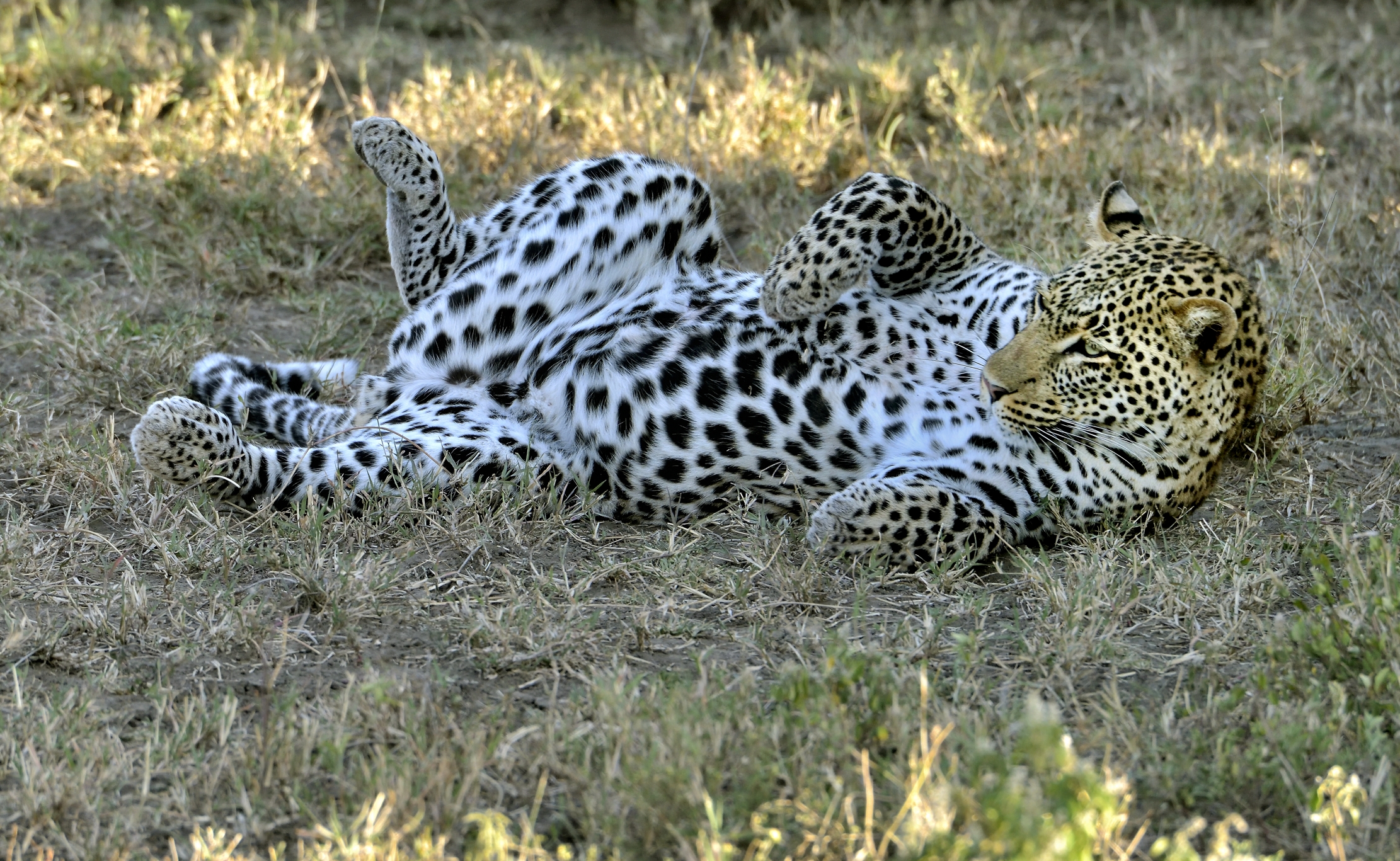 Tanzania 2015 - In Panciolle