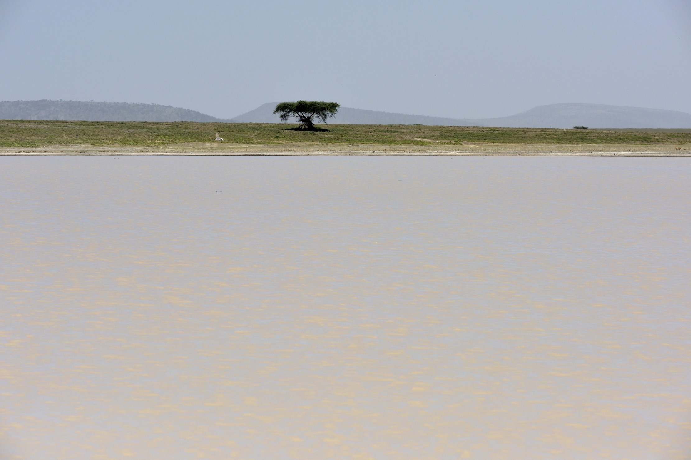 Tanzania 2015 - lago di.... (Ndutu Area )