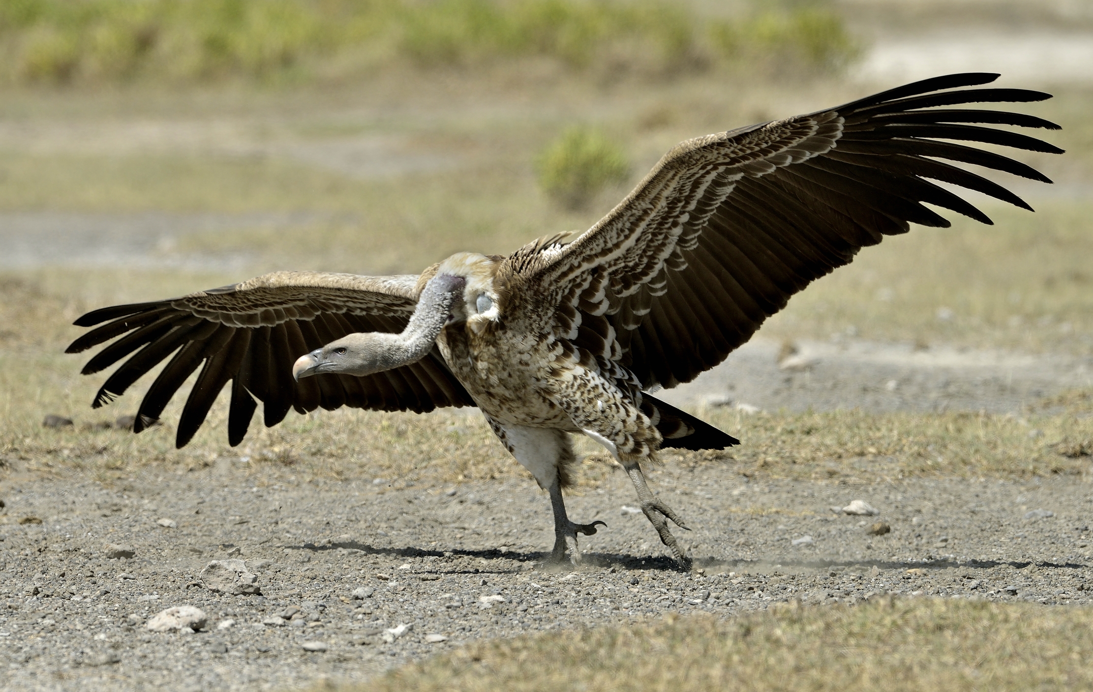 Tanzania 2015 - Avvoltoio