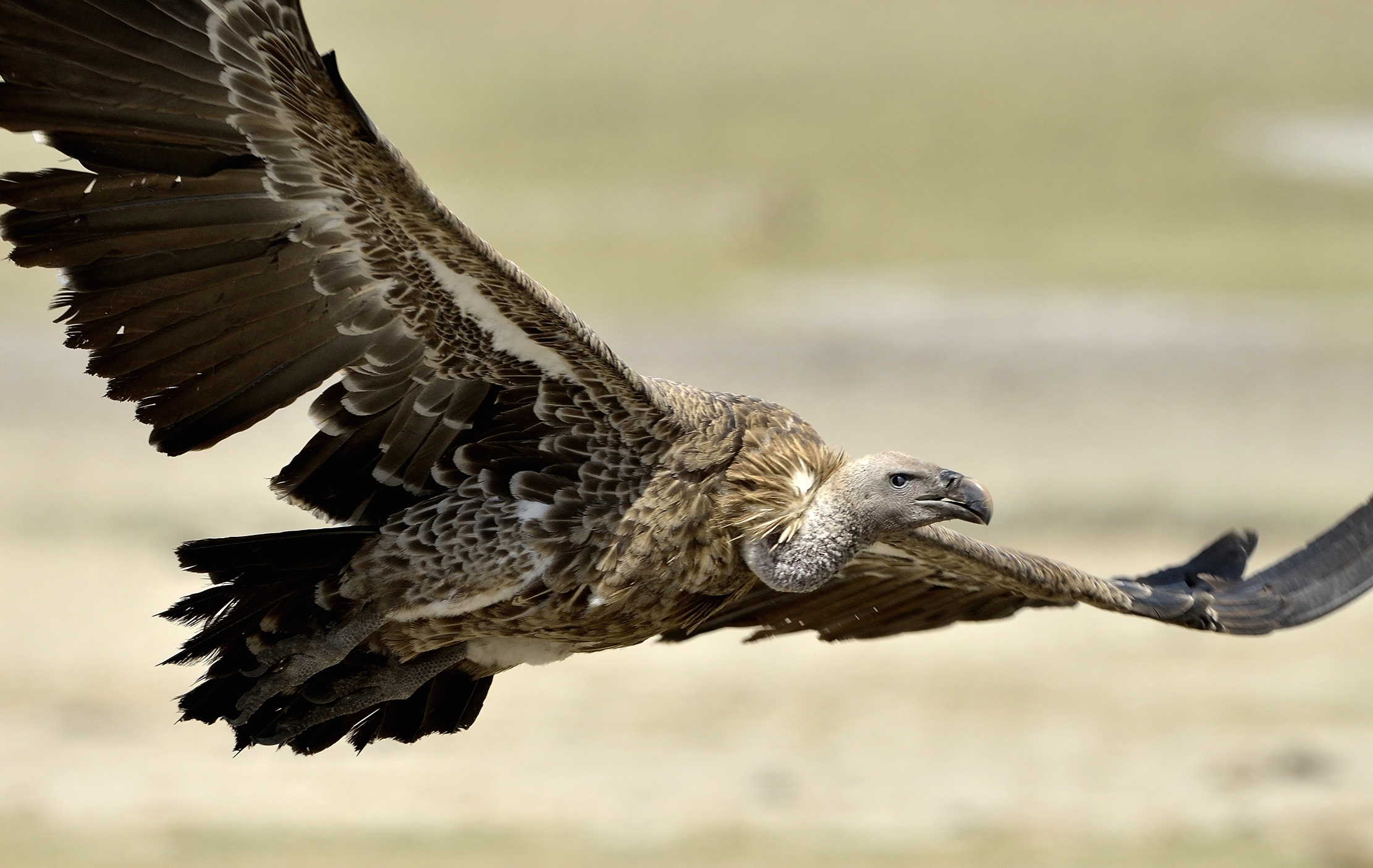 Tanzania 2015 - Avvoltoio