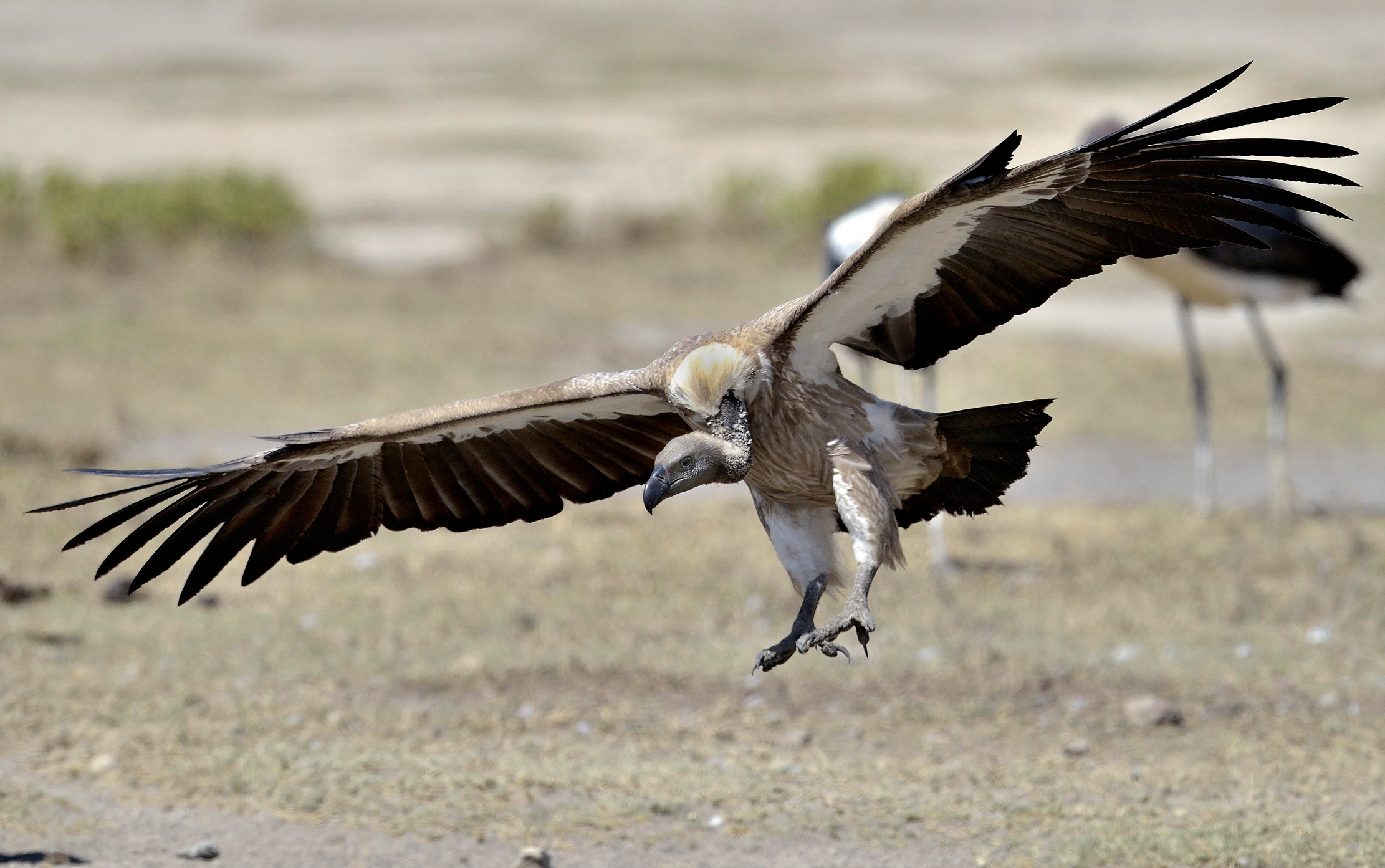 Tanzania 2015 - Avvoltoio