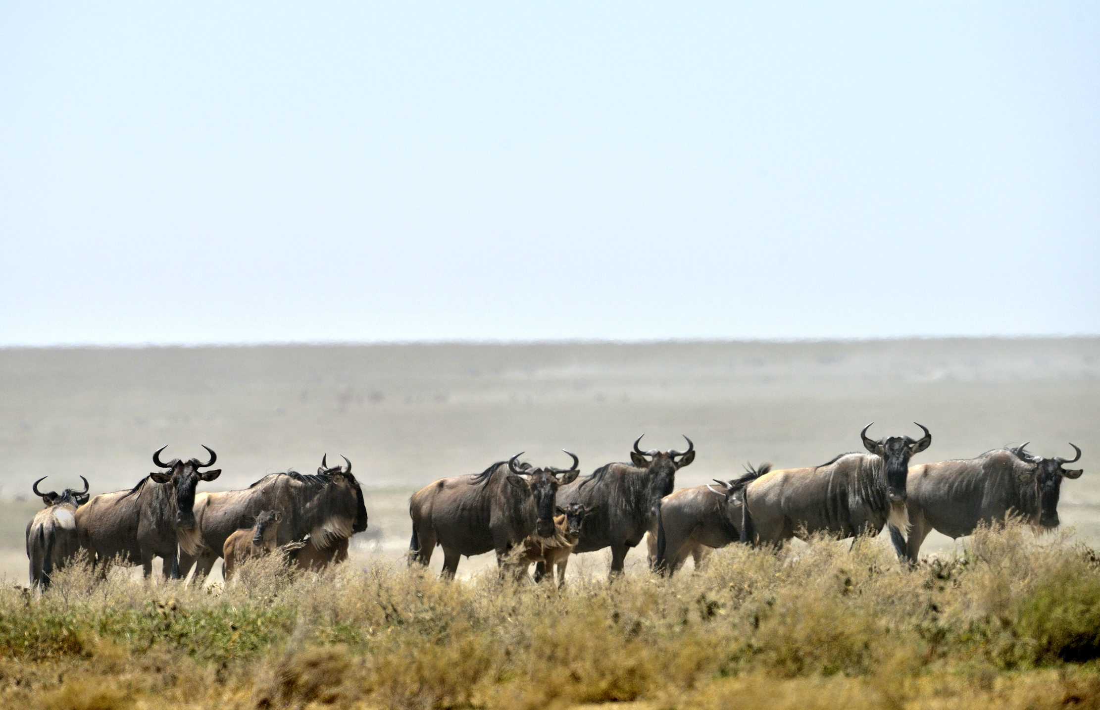 Tanzania 2015 - Migrazione