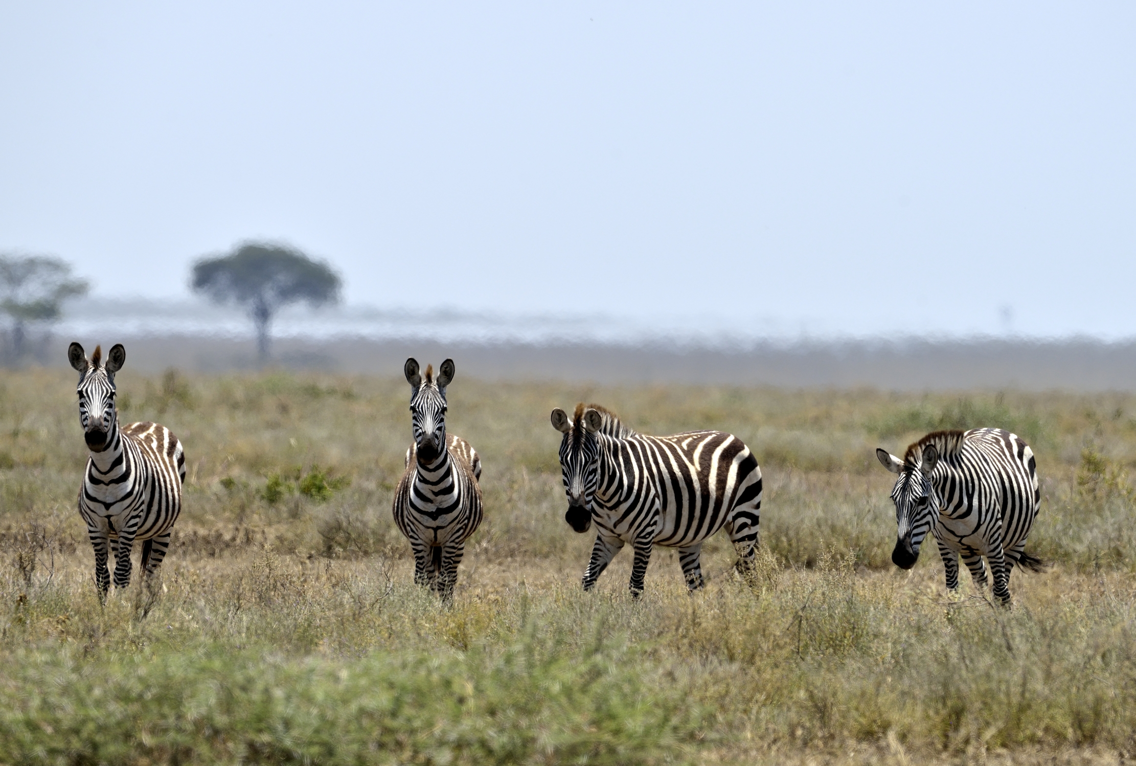 Tanzania 2015 - Zebre