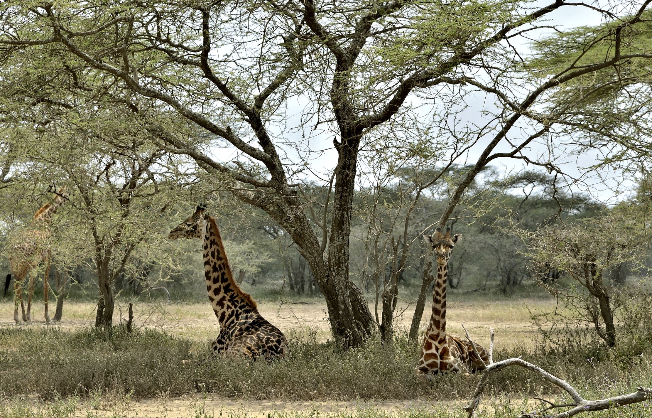 Tanzania 2015 - Giraffe sotto l'albero
