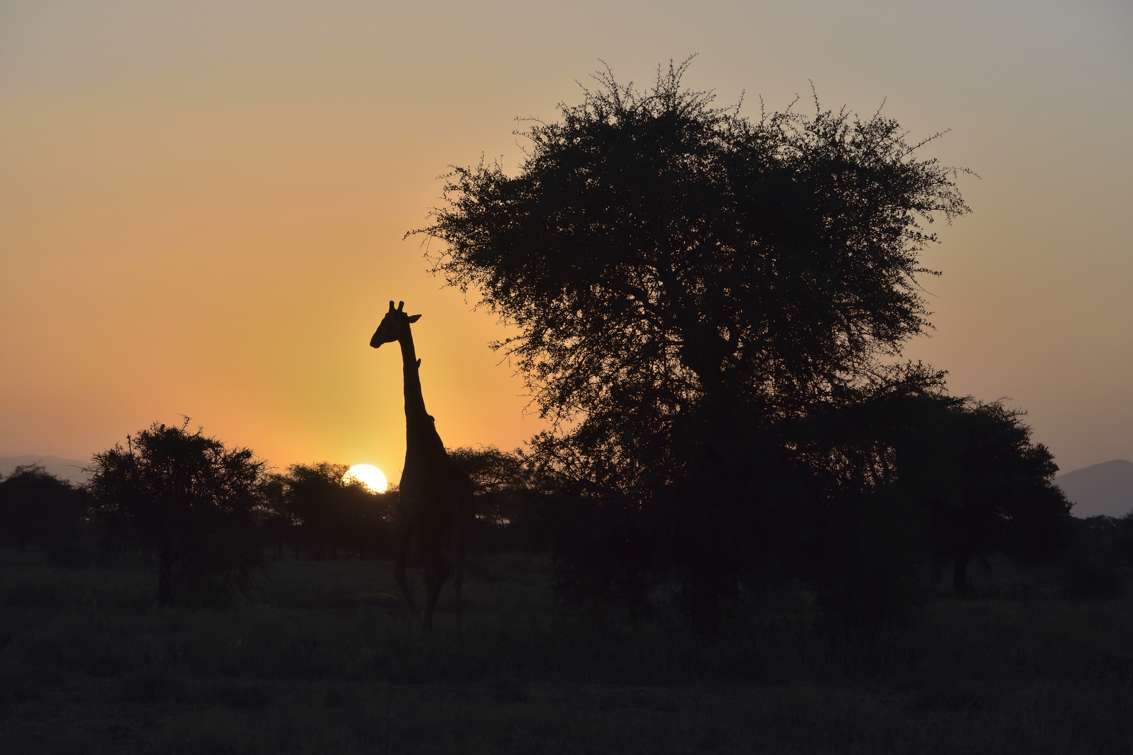 Tanzania 2015 - Alba