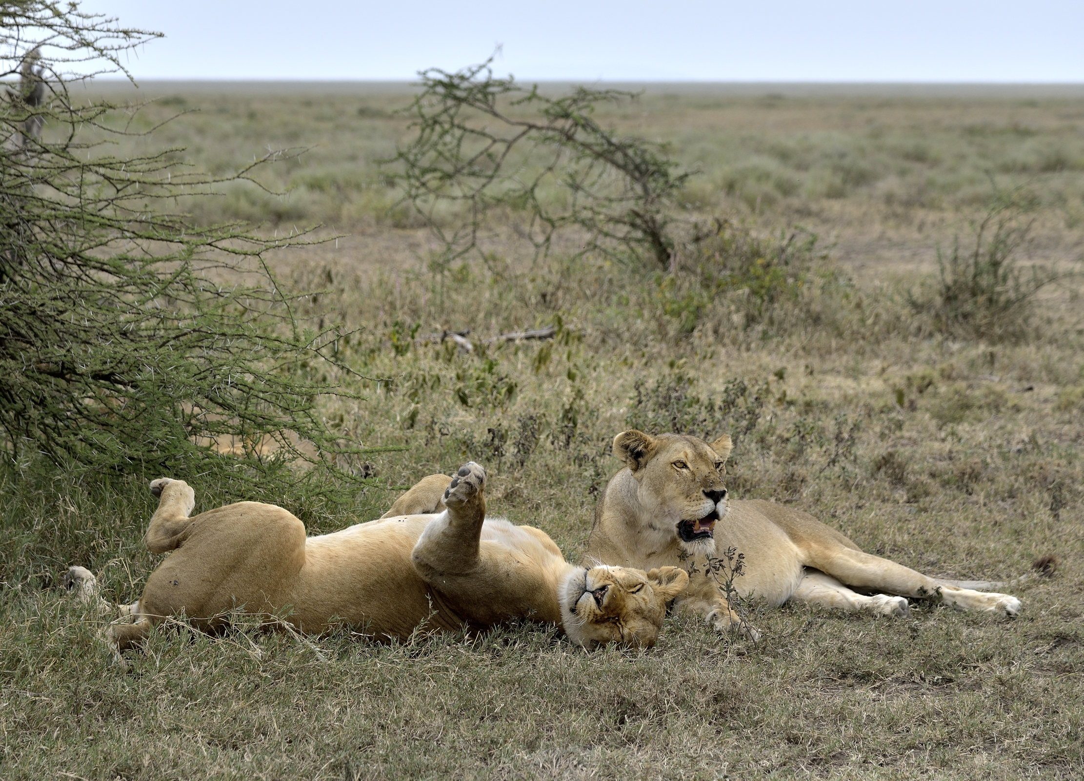 Tanzania 2015 - Relax