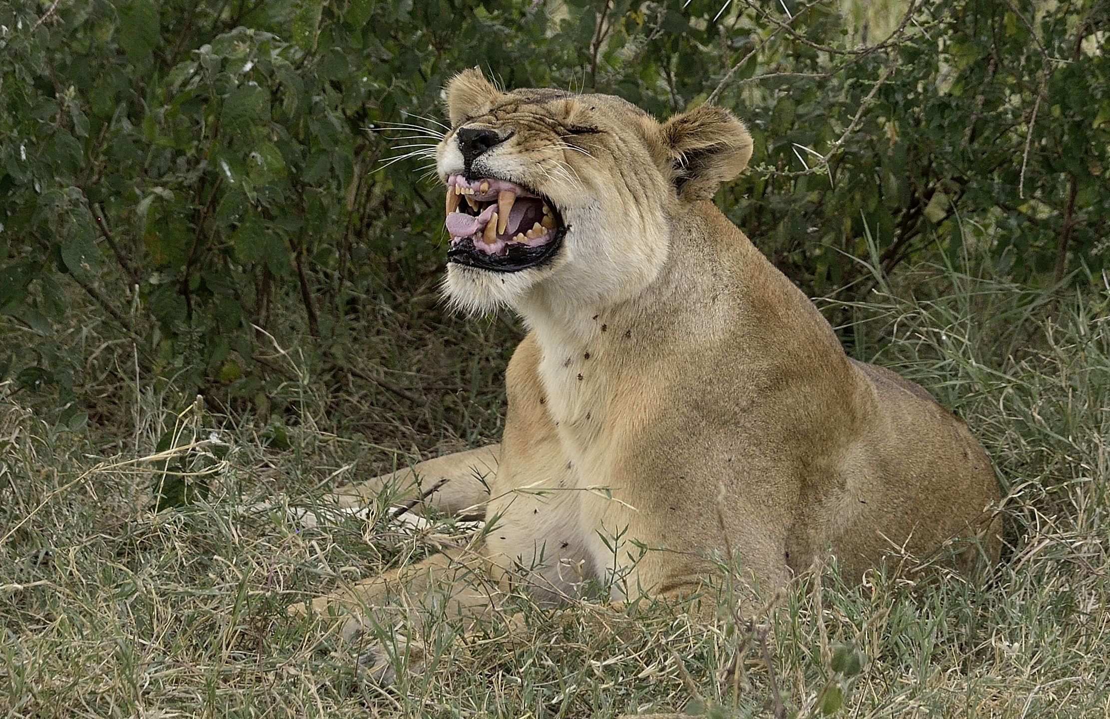 Tanzania 2015 - Il ringhio