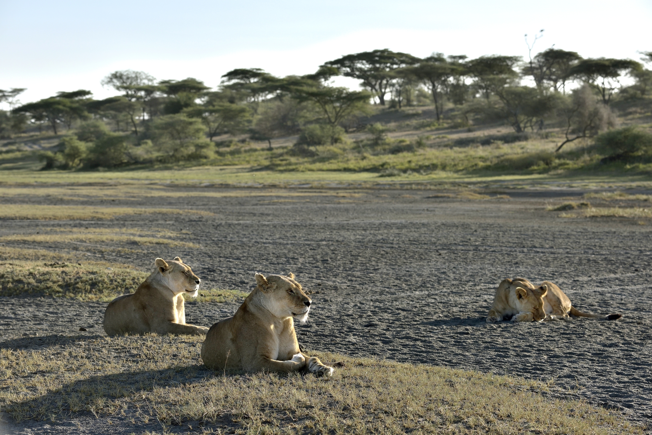 Tanzania 2015 - Al sole del mattino