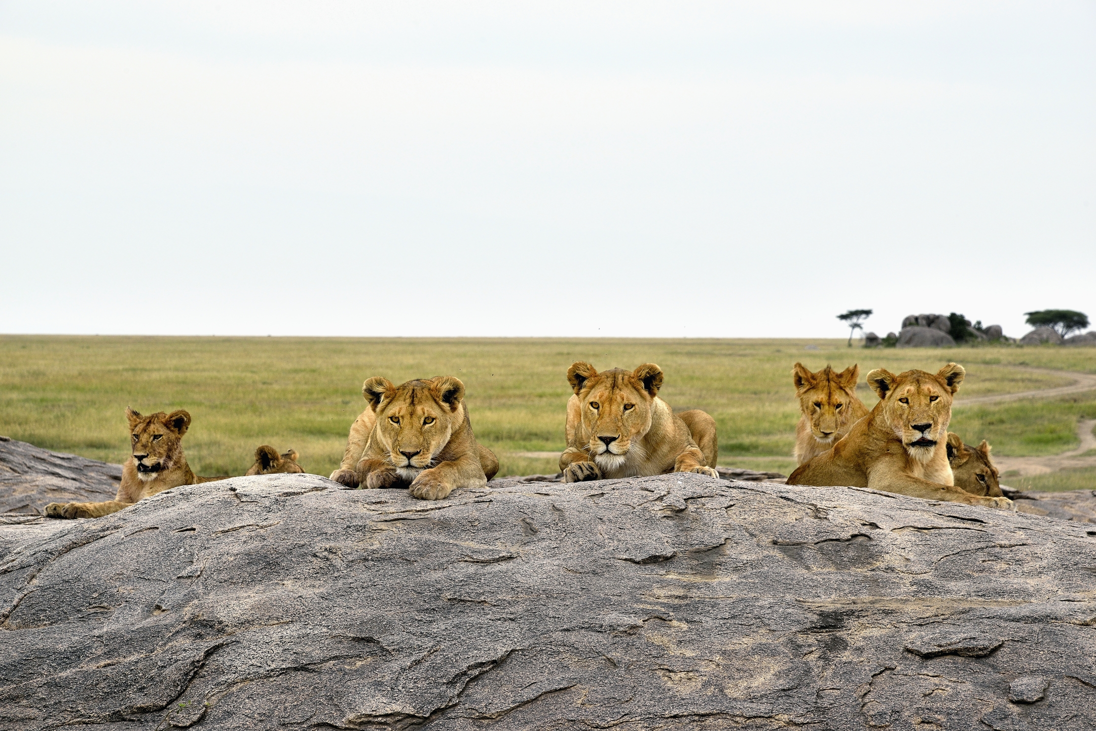 Tanzania 2015 - Sul Kopje