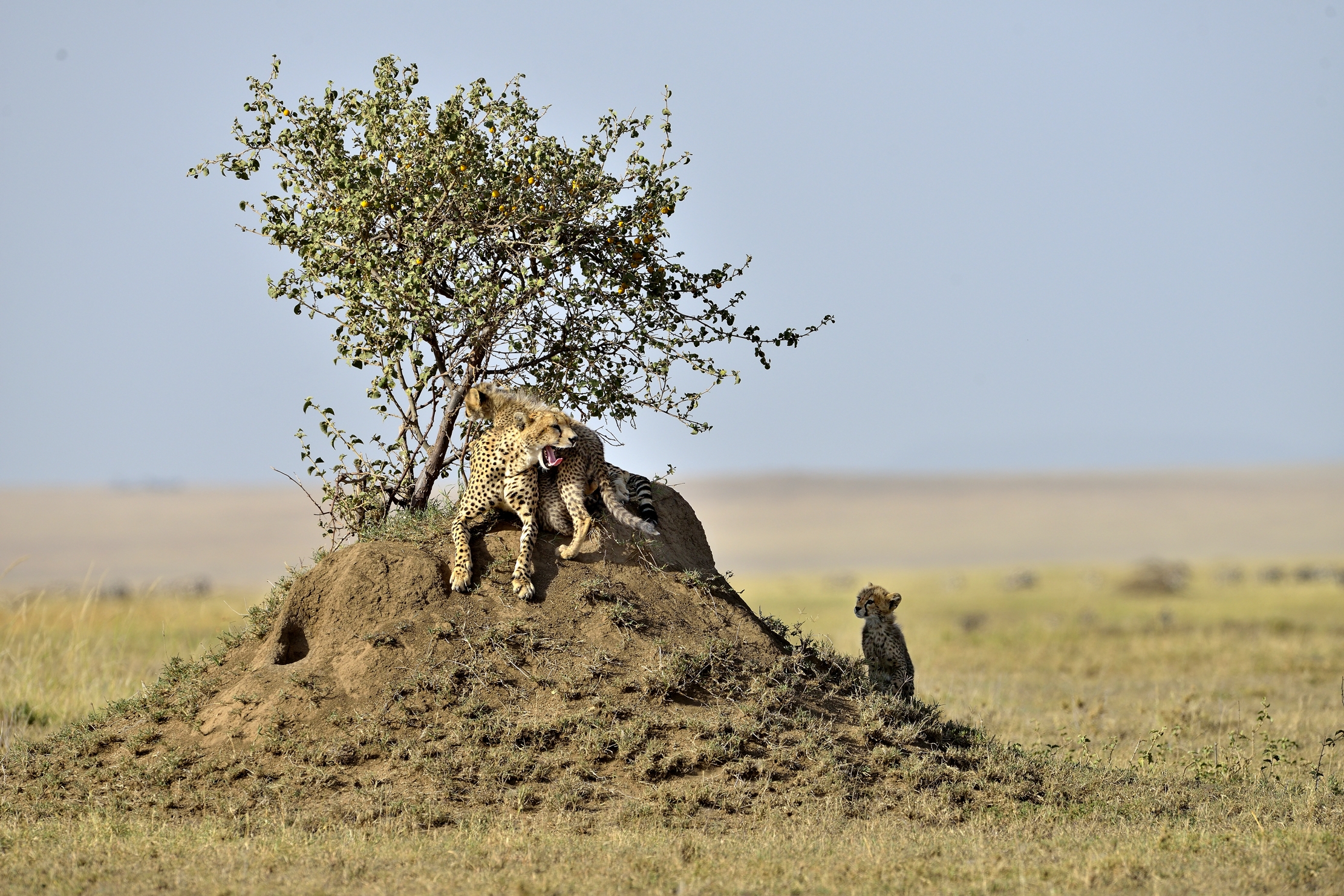 Tanzania 2015 - Nei pressi di un termitaio