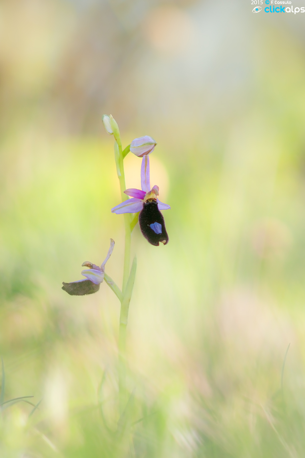 Ophrys bertolonii