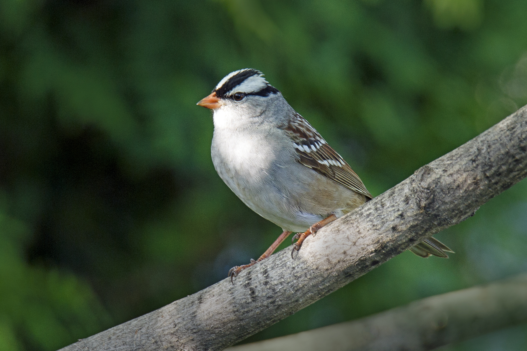White Throated Sparrow