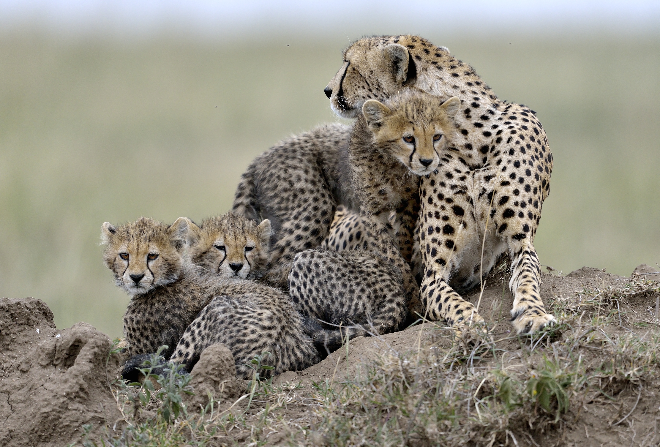 Tanzania 2015 - Sul termitaio